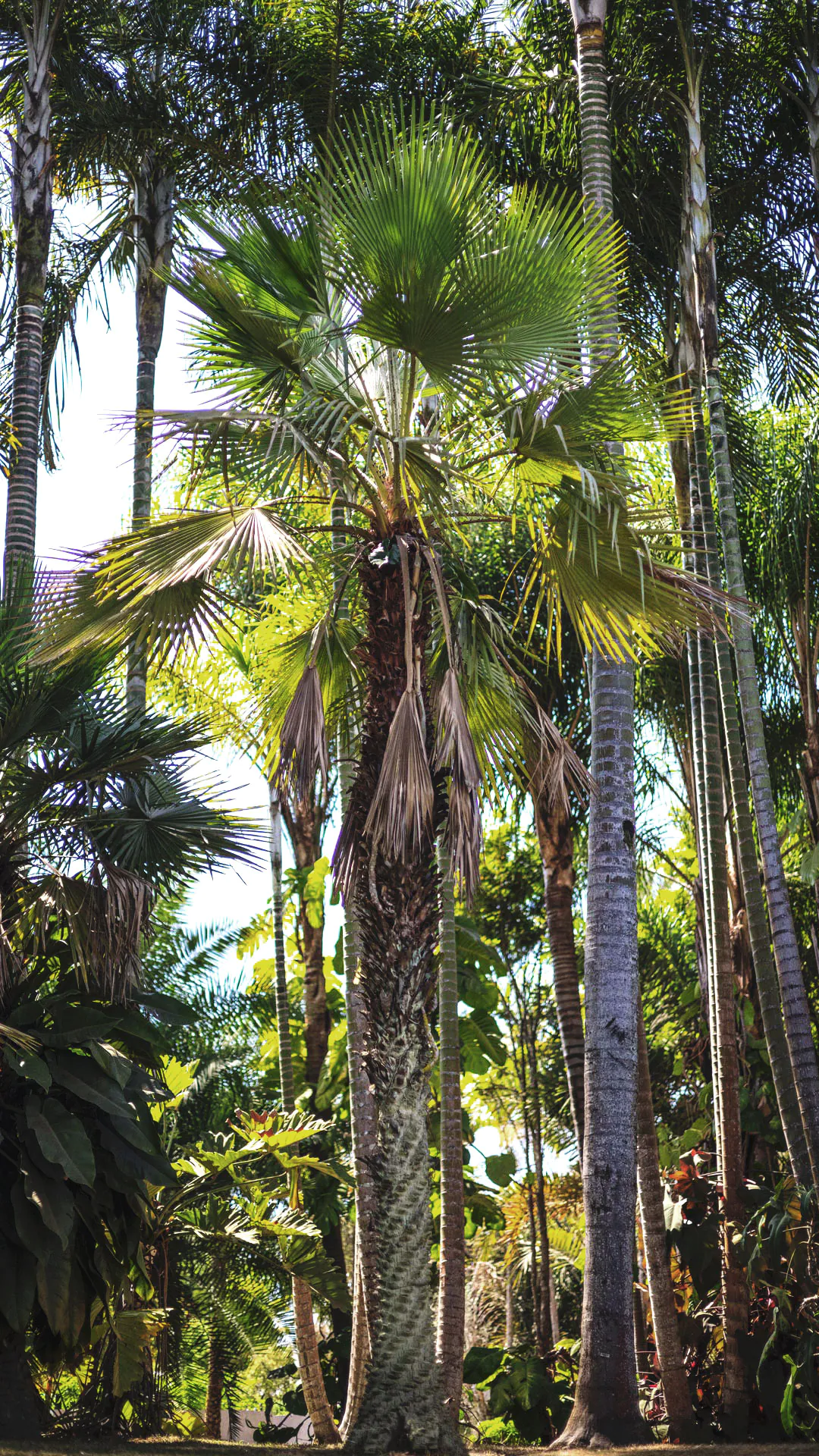 Grande árvore de carnaúba no Instituto Inhotim contrastando com outras ao fundo.