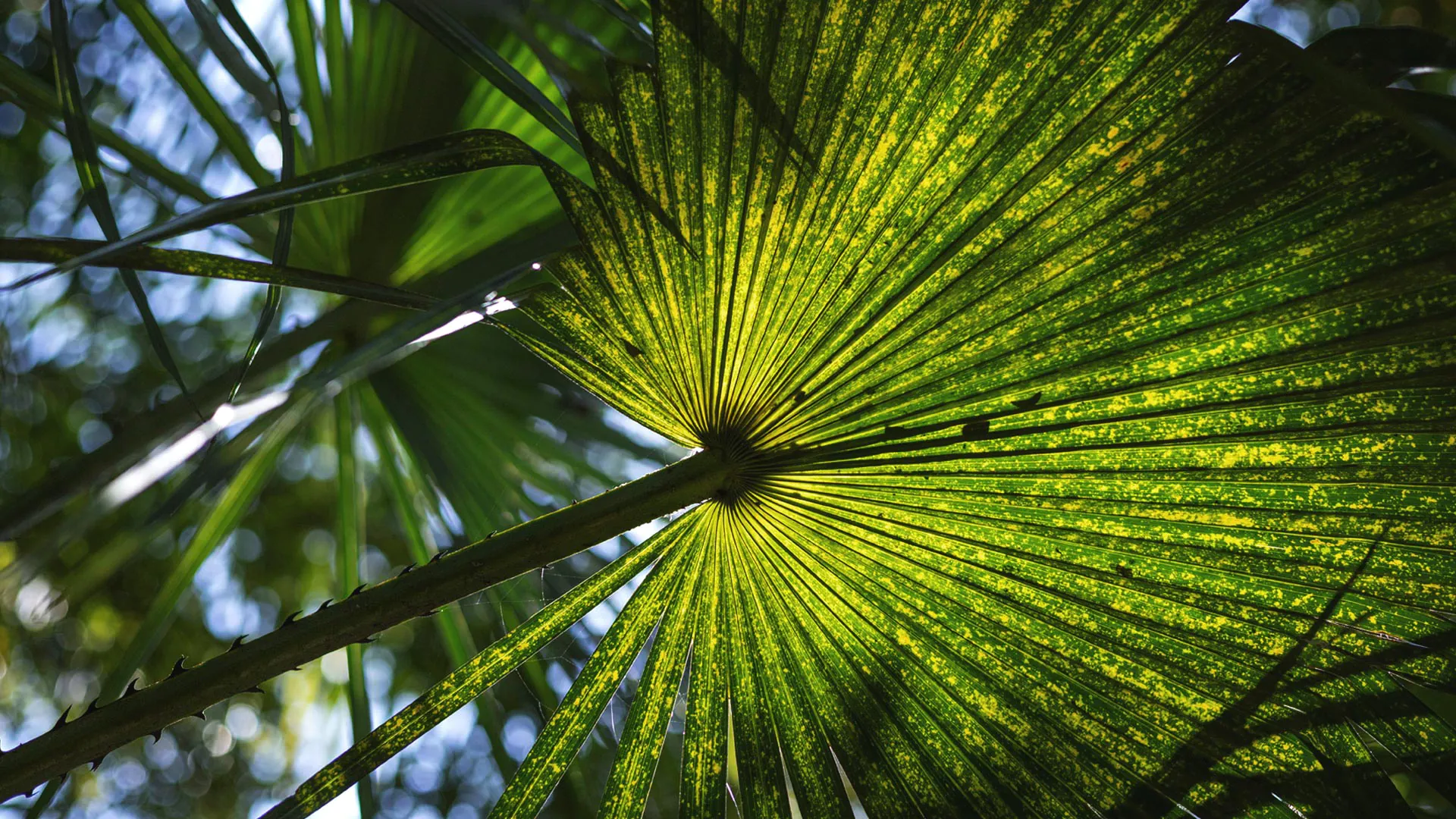 Detalhe em uma folha de carnaúba, mostrando o formato das folhas.