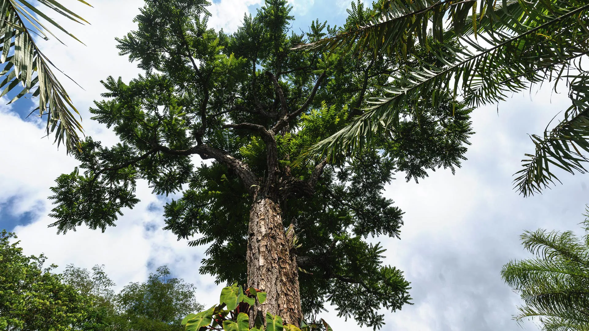 Cedro visto de baixo para cima: destaque para sua folhagem densa e verde-escura.