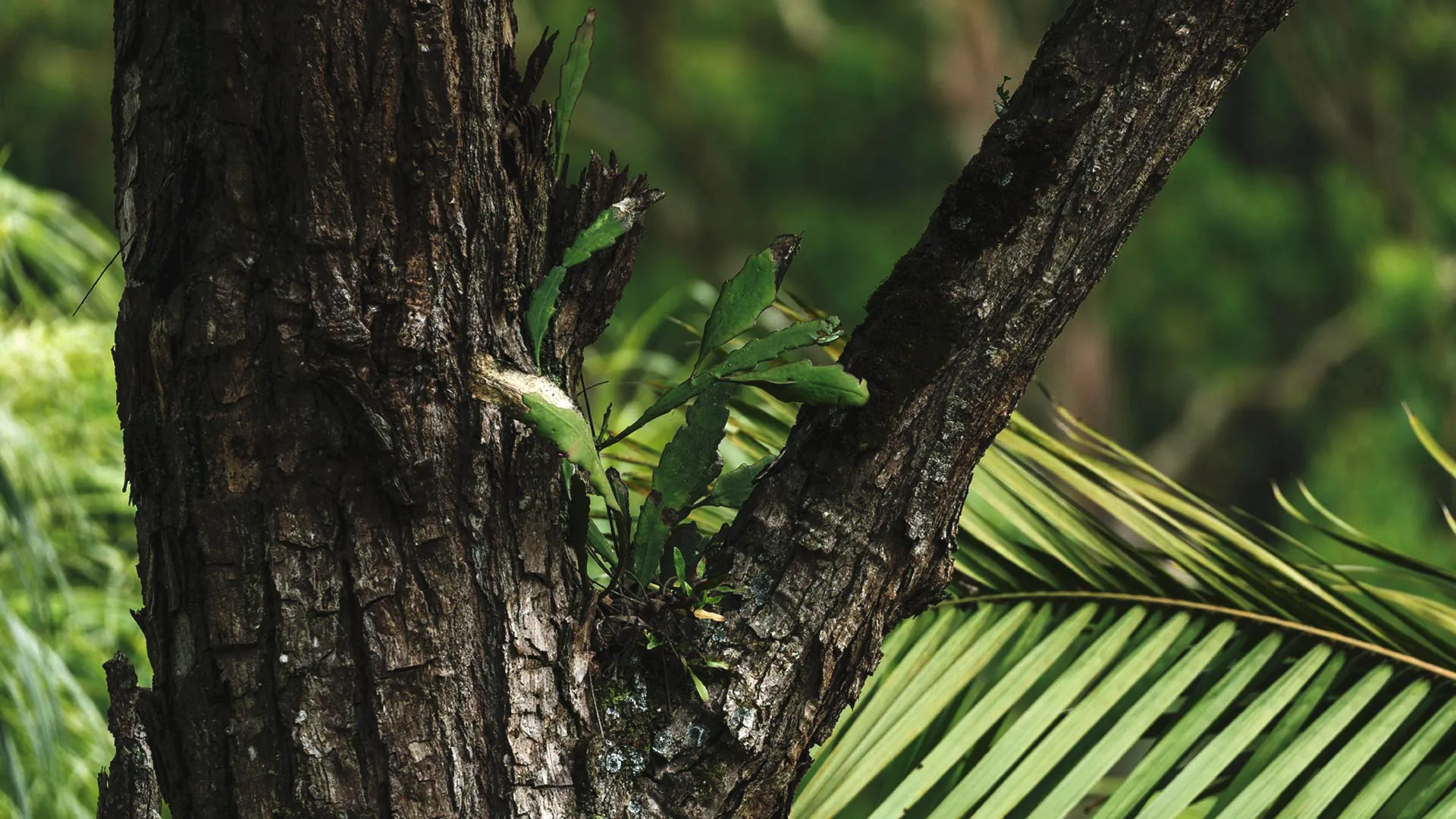 Detalhe do tronco do cedro, que tem lascas, cor marrom escuro e alguns ramos de folhas nascendo.