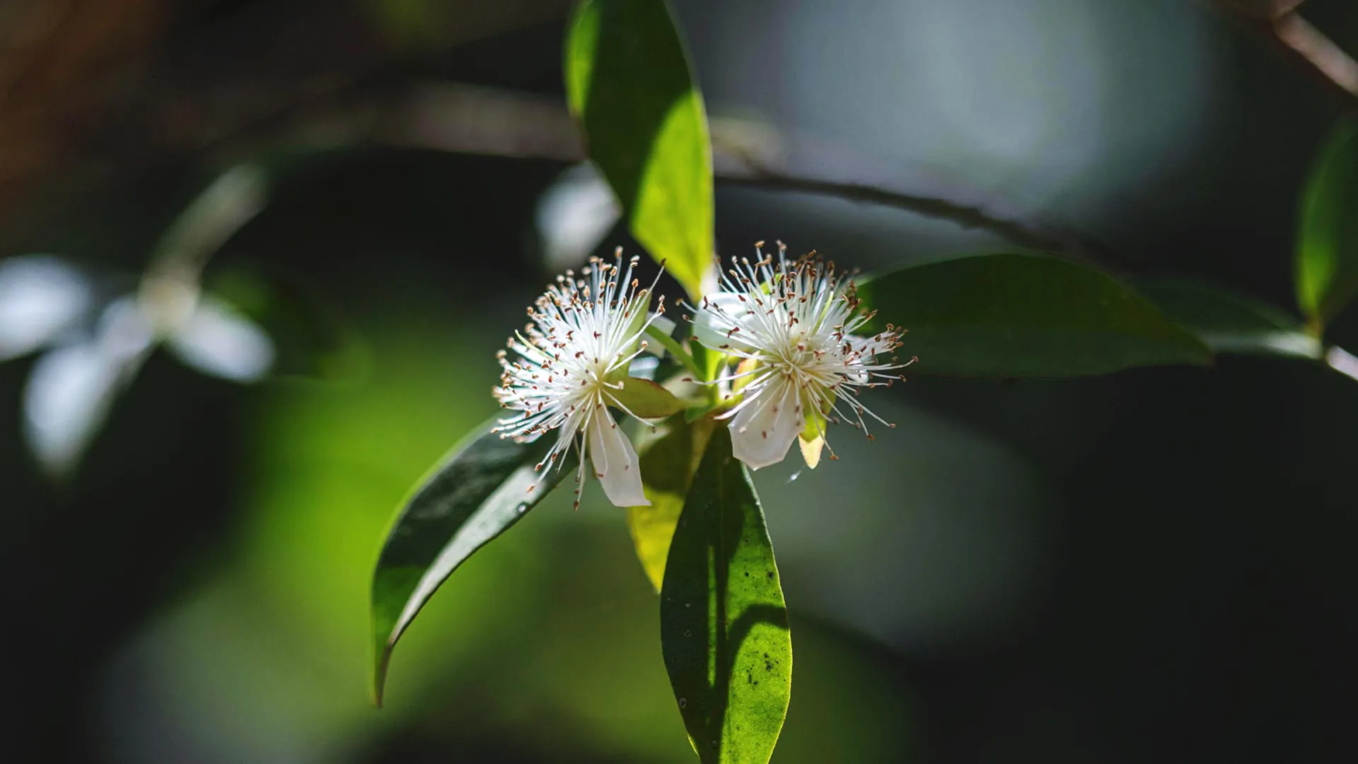 Detalhe de uma flor de cerejeira. As pétalas são brancas e os estames ao centro são delicados e numerosos.