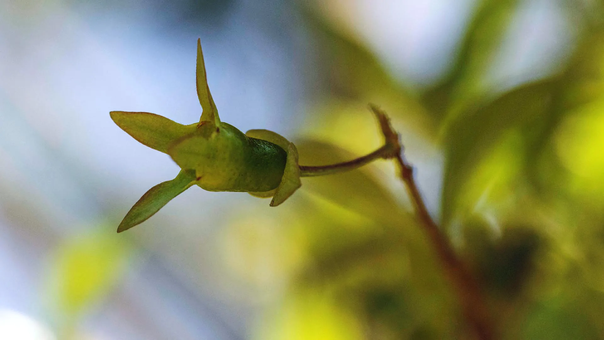 Detalhe de fruto em desenvolvimento em uma cerejeira. Nesta fase, não se vê claramente pétalas, estames, nem o fruto.