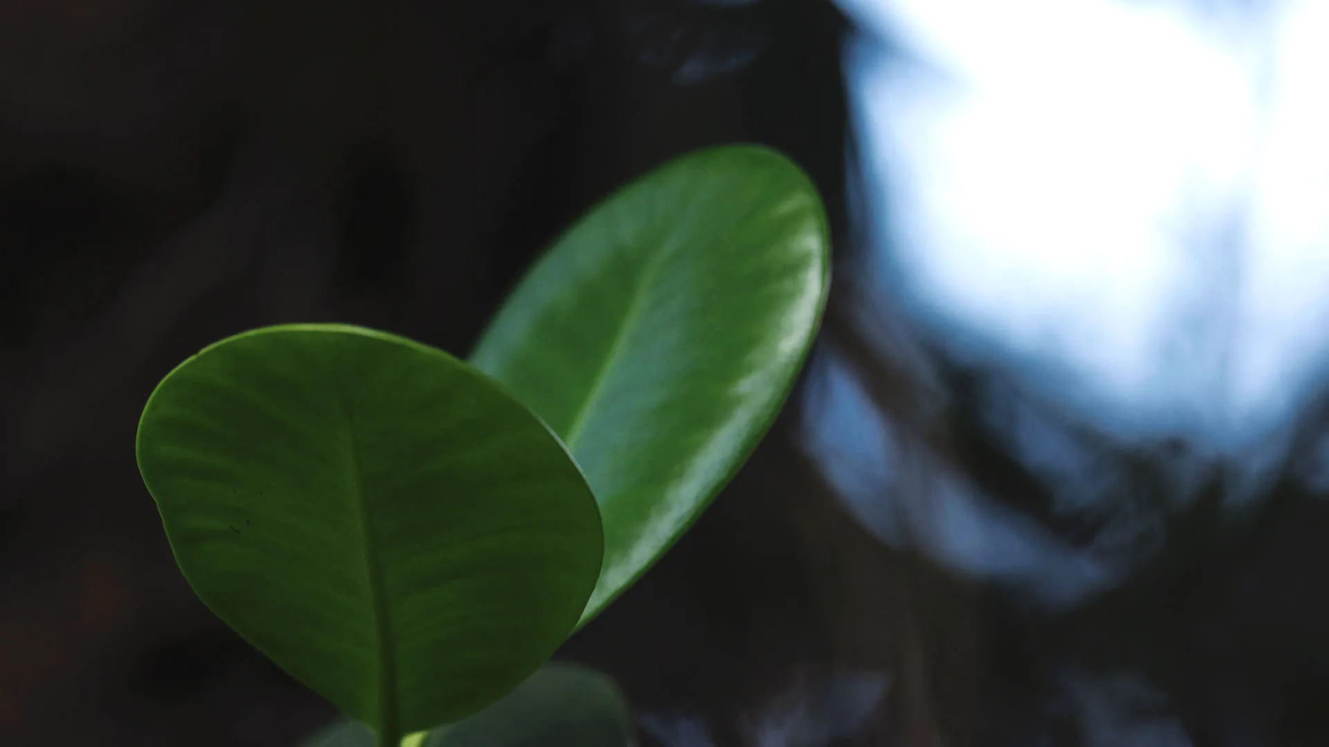 Detalhe das folhas da clusia. São verdes, arredondadas e com as bordas lisas.