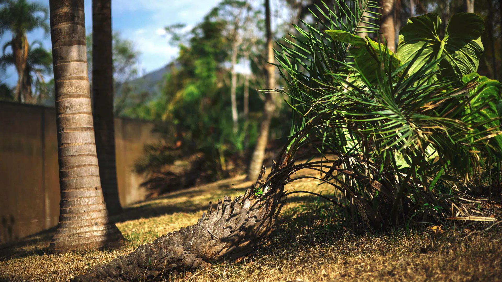 Palmeira do coco-da-serra próxima a um tronco com lascas em um dos jardins do Inhotim.