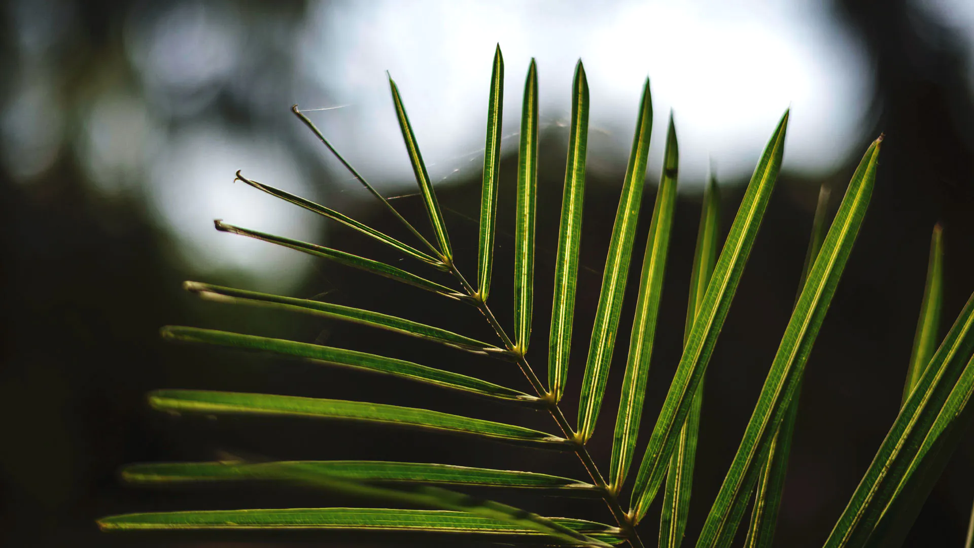 Detalhe das folhas do coco-da-serra, que são alongadas, finas e esverdeadas.