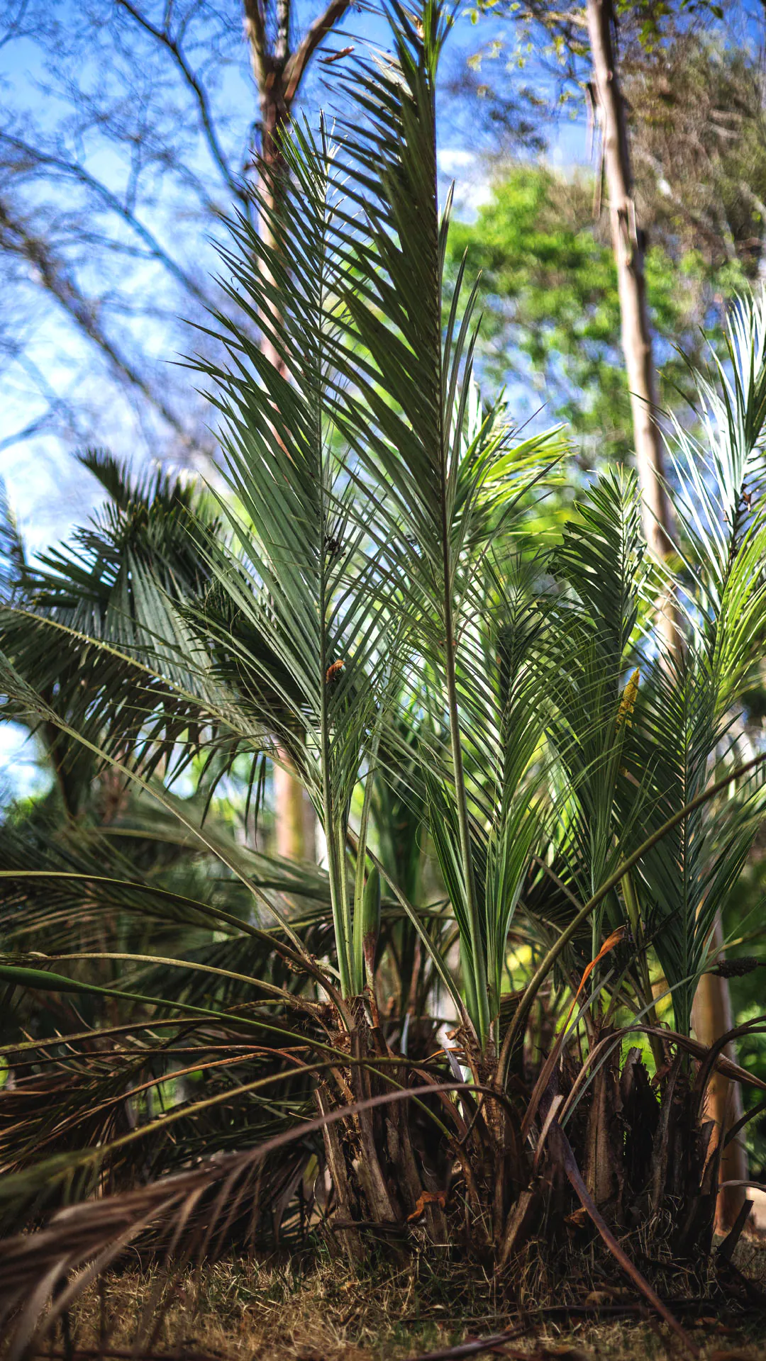 Folhas do coco-da-chapada contrastam com outras espécies e o céu azul.