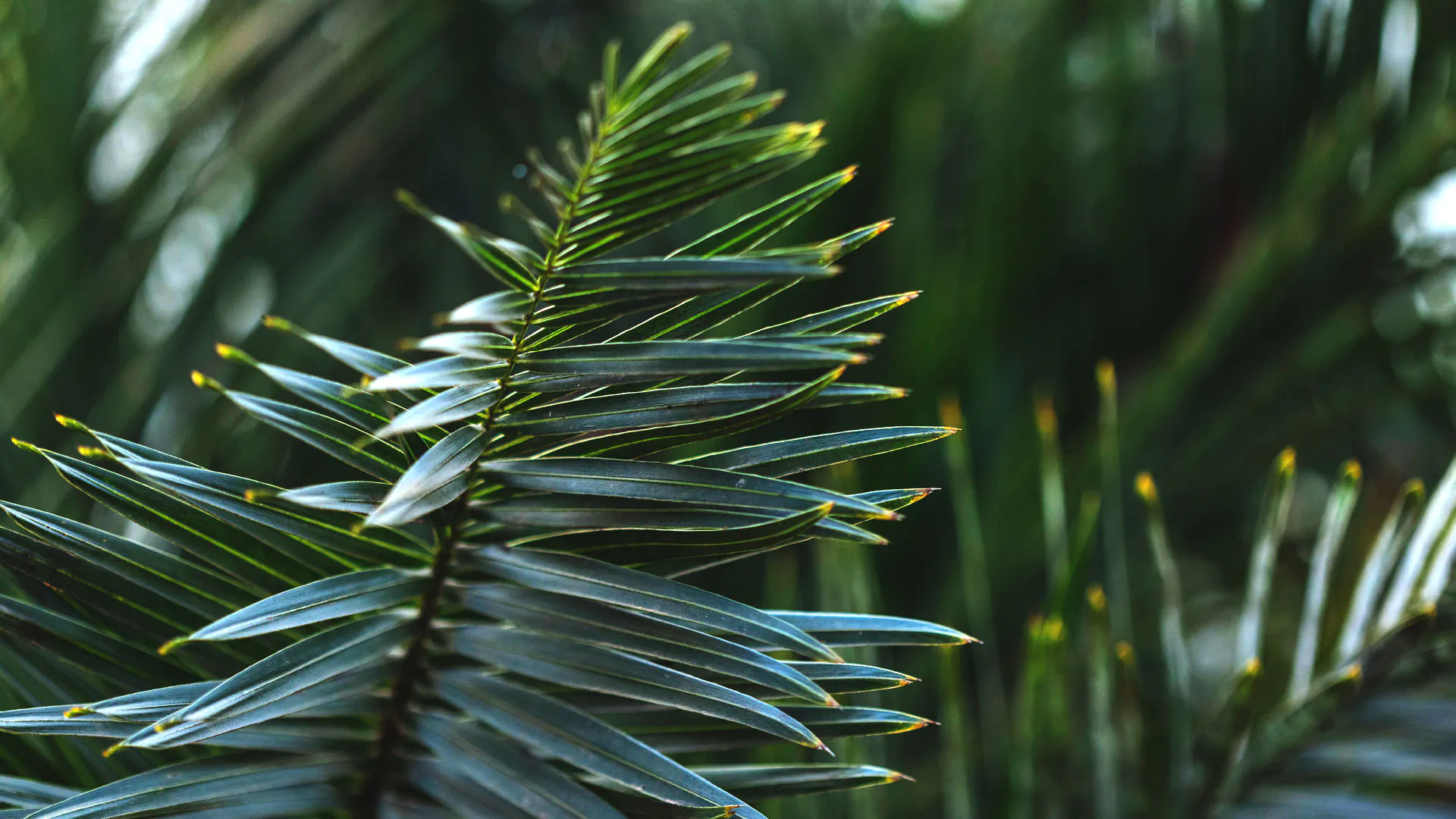 As folhas do coco-da-chapada tem um formato alongado, formando uma ponta na sua extremidade final.