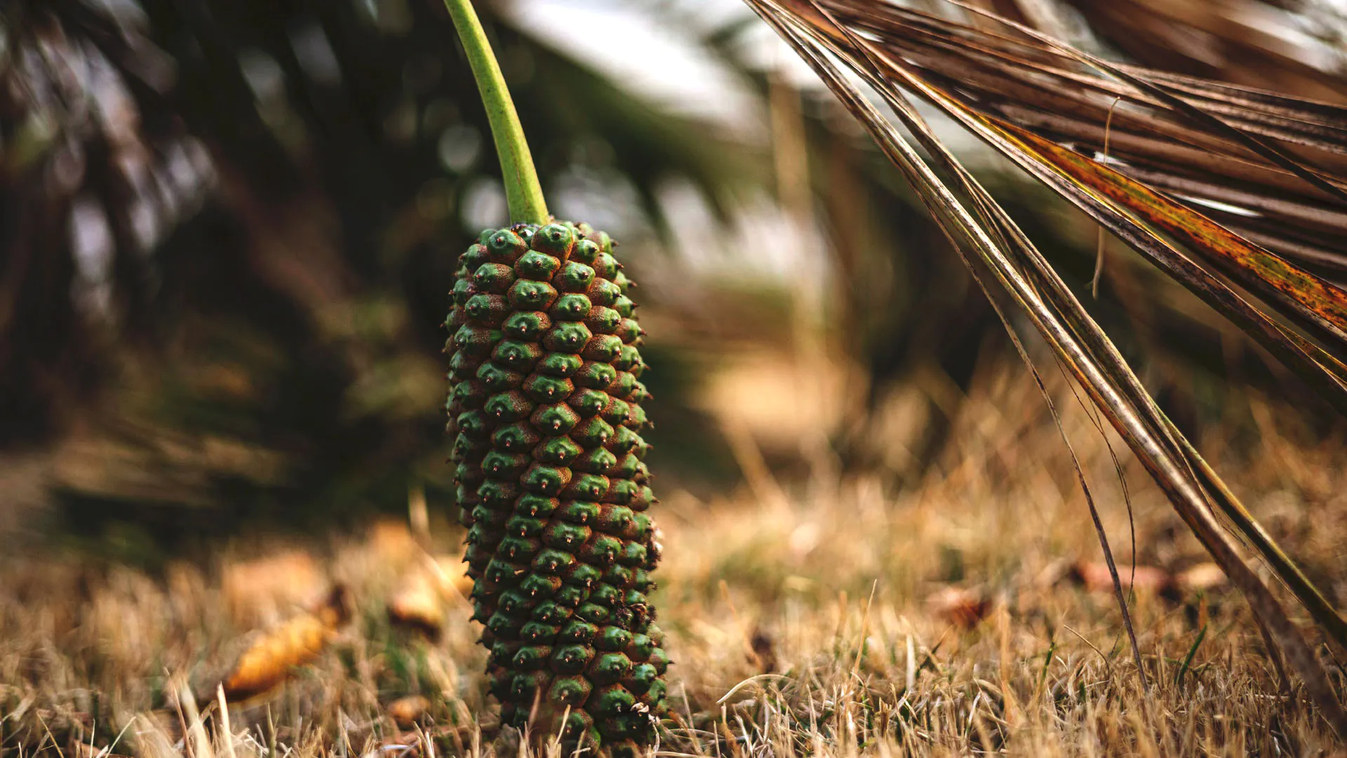 Detalhe dos frutos do coco-da-chapada. A sua cor esverdeada contrasta com a grama amarronzada.