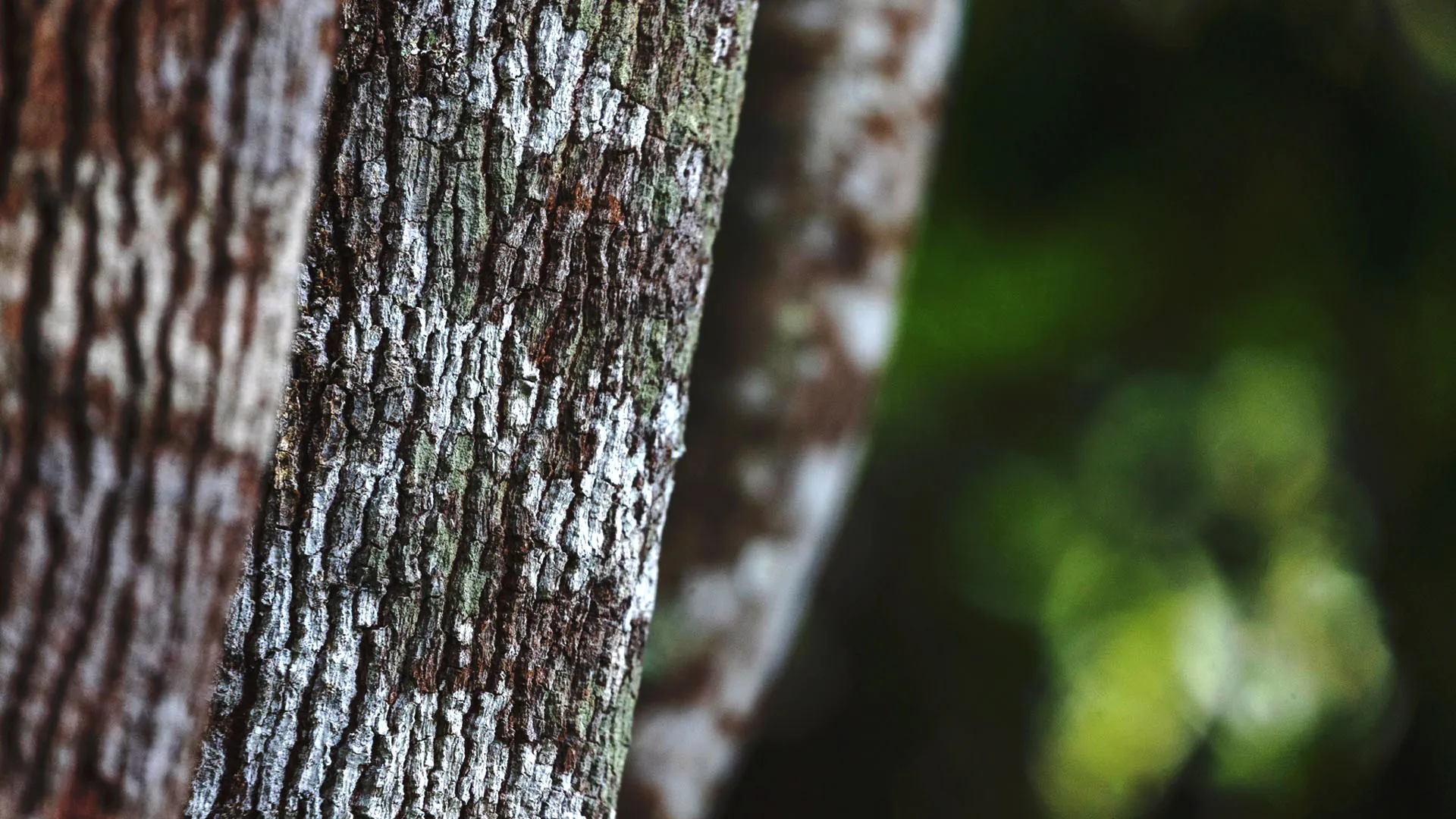 Detalhe do tronco da copaíba, que tem coloração acinzentada e textura acidentada.