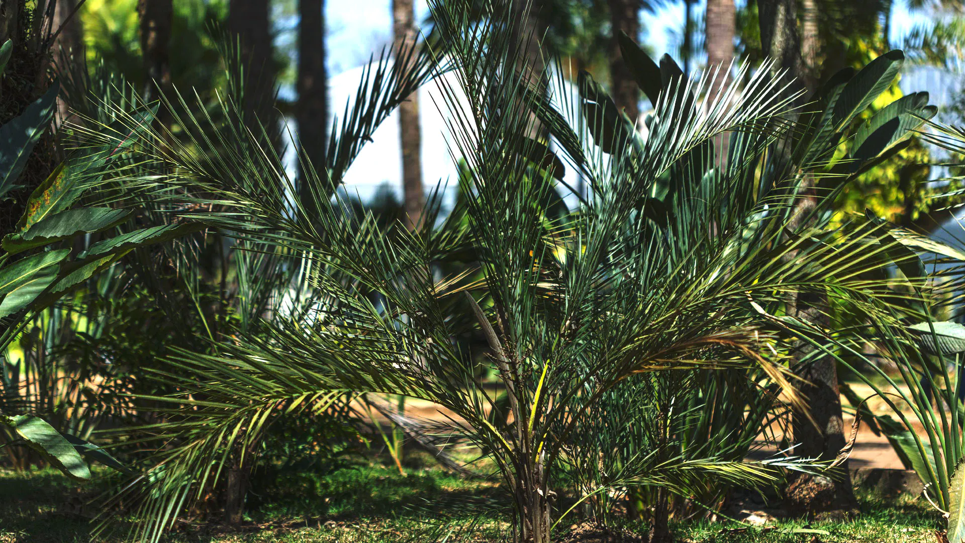 Coquinho-do-cerrado plantado em um dos jardins do Instituto Inhotim.