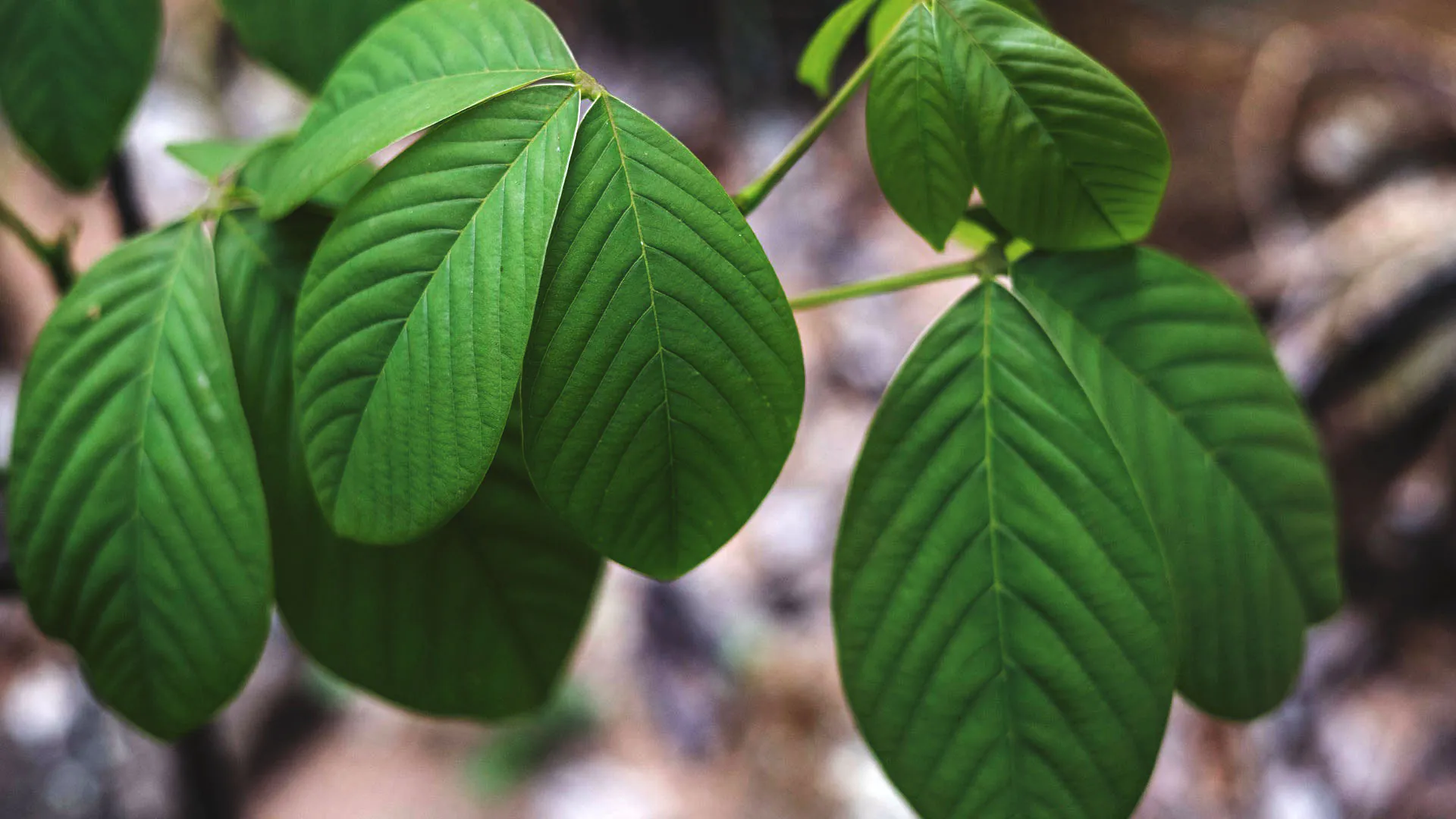 Detalhe das folhas do embiruçu-campestre no Inhotim. Sua cor é verde, a borda é lisa e as nervuras bem marcadas.