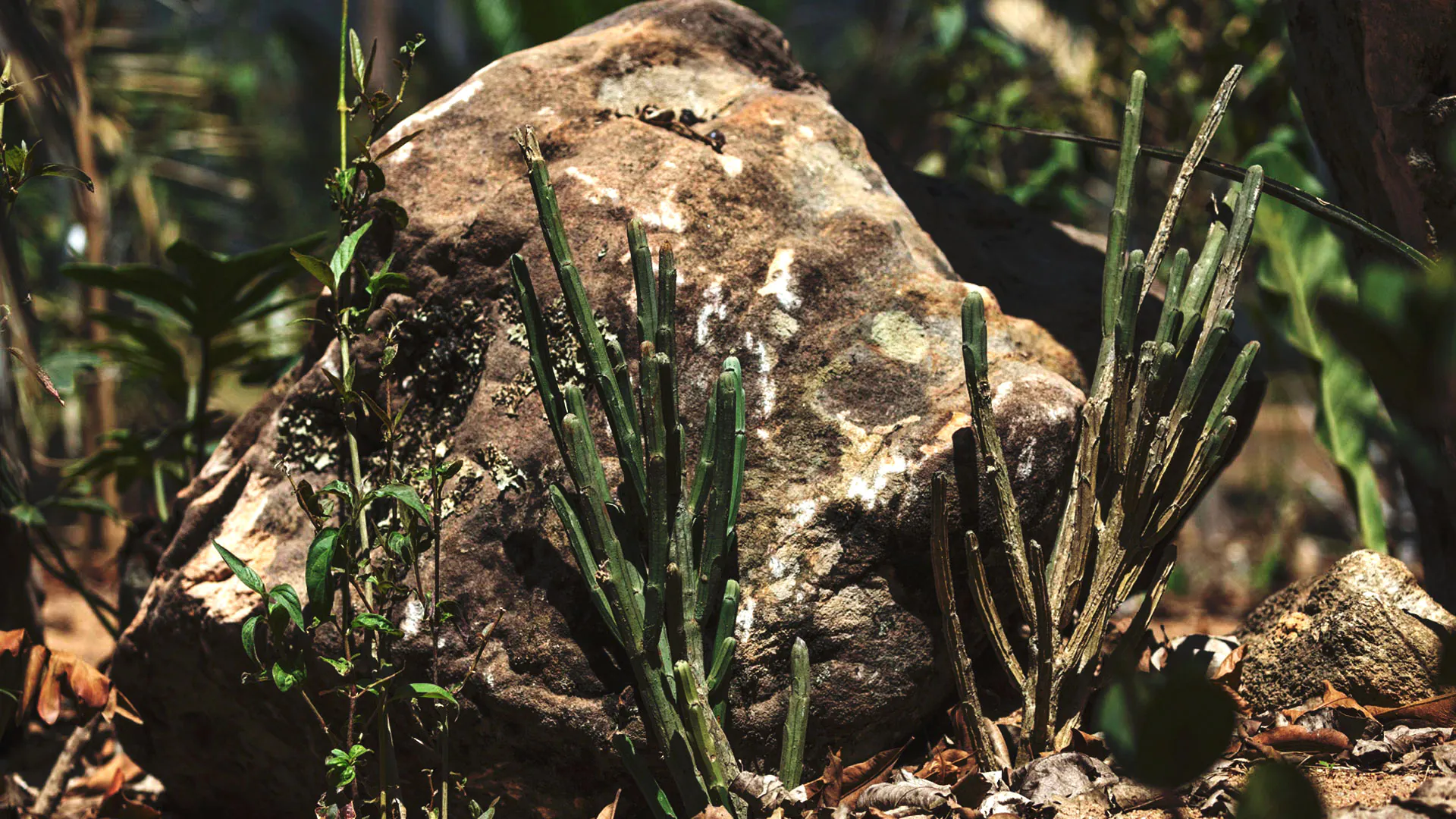 Euphorbia phosphorea plantada próxima de uma rocha e outras plantas. Possui formato alongado e cor esverdeada.