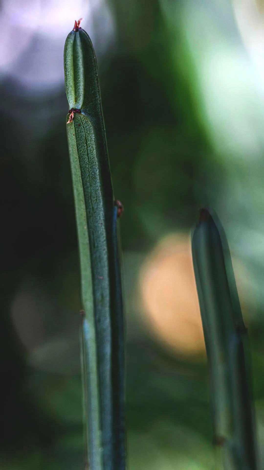 Detalhe dos galhos da Euphorbia phosphorea, que são alongados e tem a cor esverdeada.
