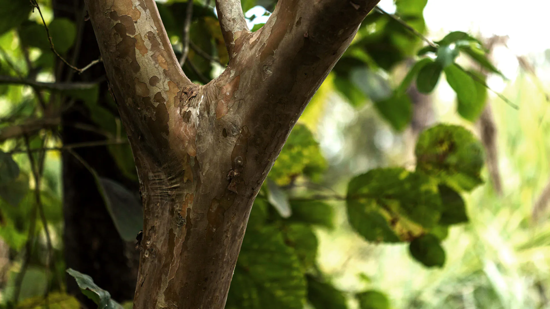 Tronco da goiaba: liso, com variações de tom amarronzado e que contrastam com o verde das folhas.