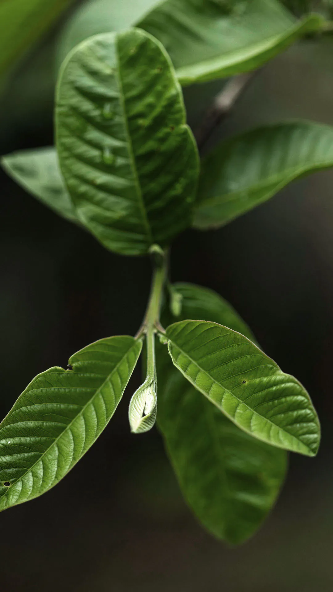 Folhas da goiaba: verdes, arredondadas e lisas.