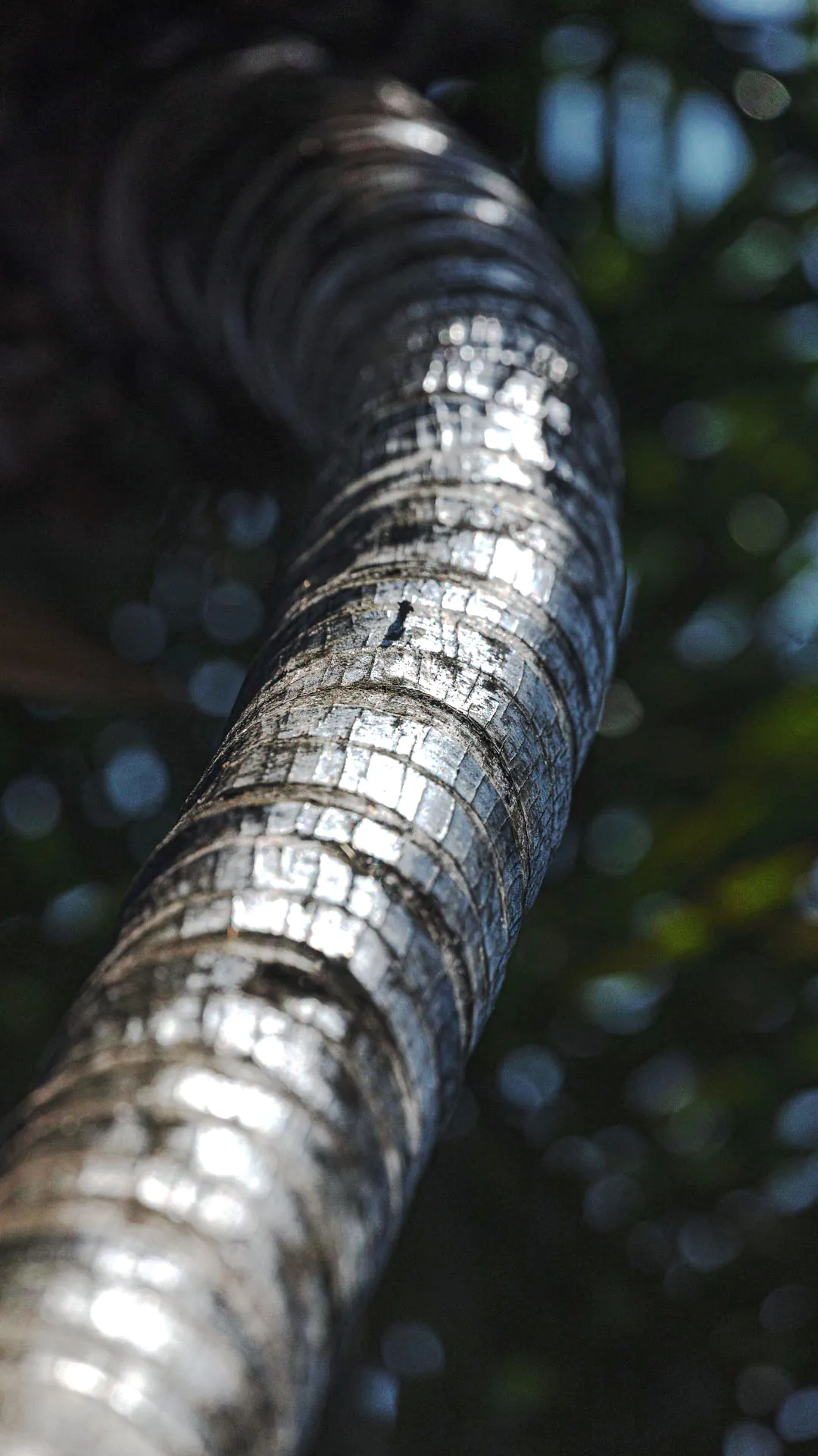 Detalhe do caule da gueroba, que apresenta delicadas texturas.