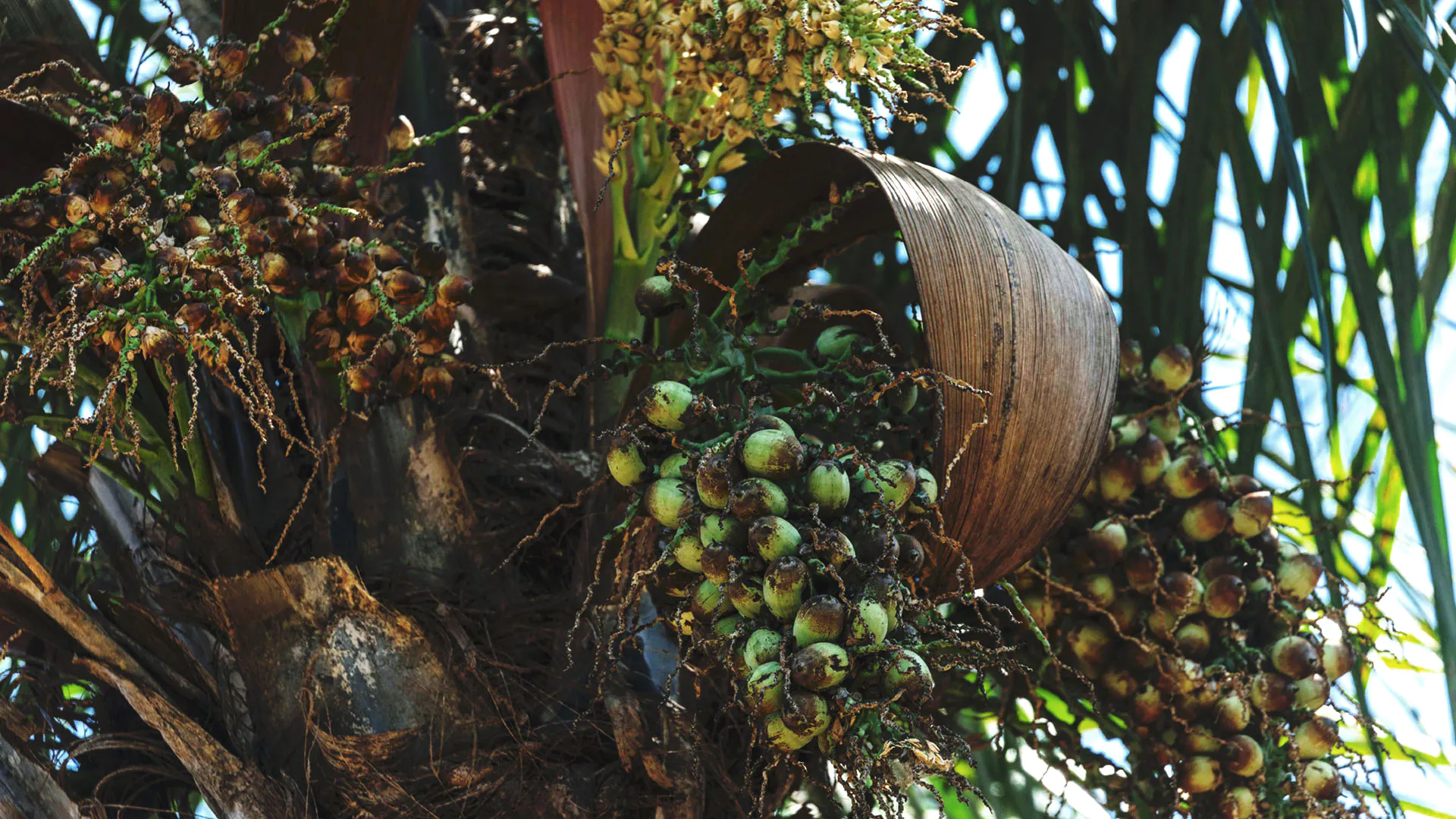 Detalhe dos frutos da gueroba, que são verde-claro e se encontram na parte alta da árvore.