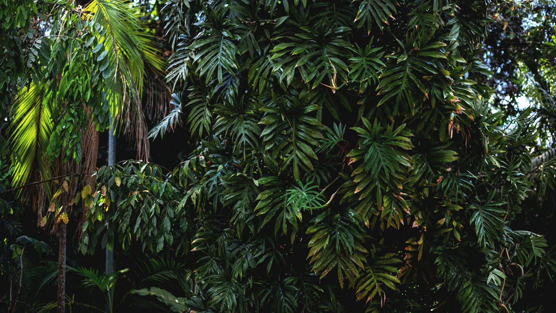 Várias folhas de imbê-costela agrupadas. Suas folhas são verde-escuro, alongadas e lisas.