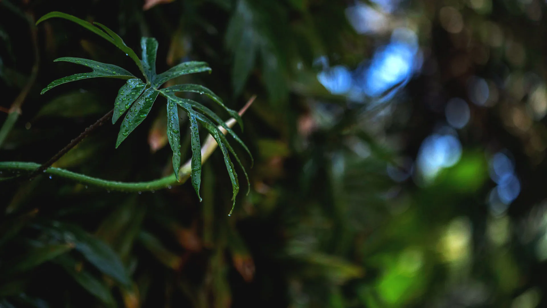 Detalhe da folha de imbê-costela. Sua aparência é verde-escuro, lisa e o formato da folha é alongado.