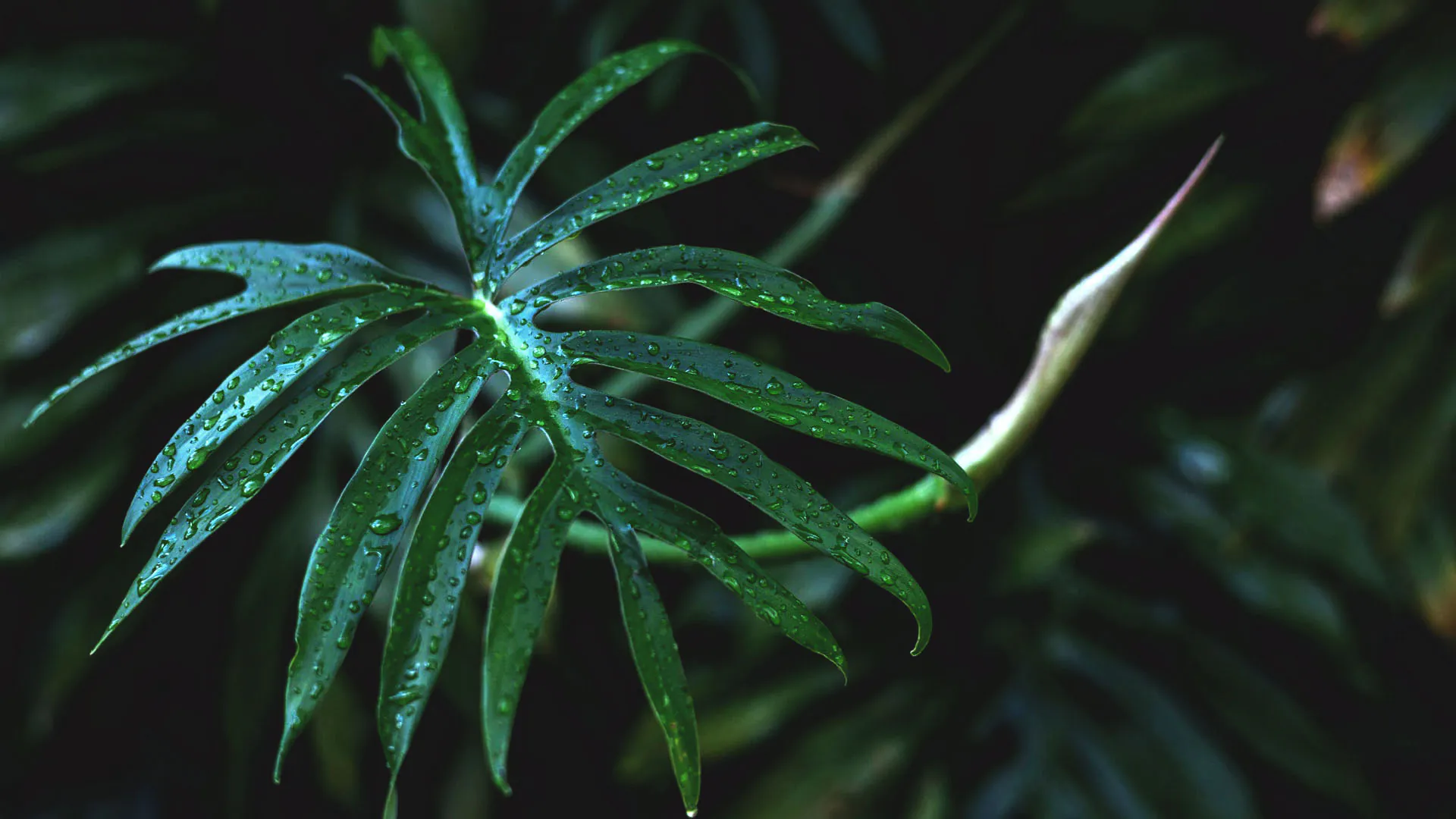 Detalhe da folha de imbê-costela. Sua aparência é verde-escuro, lisa e o formato da folha é alongado.