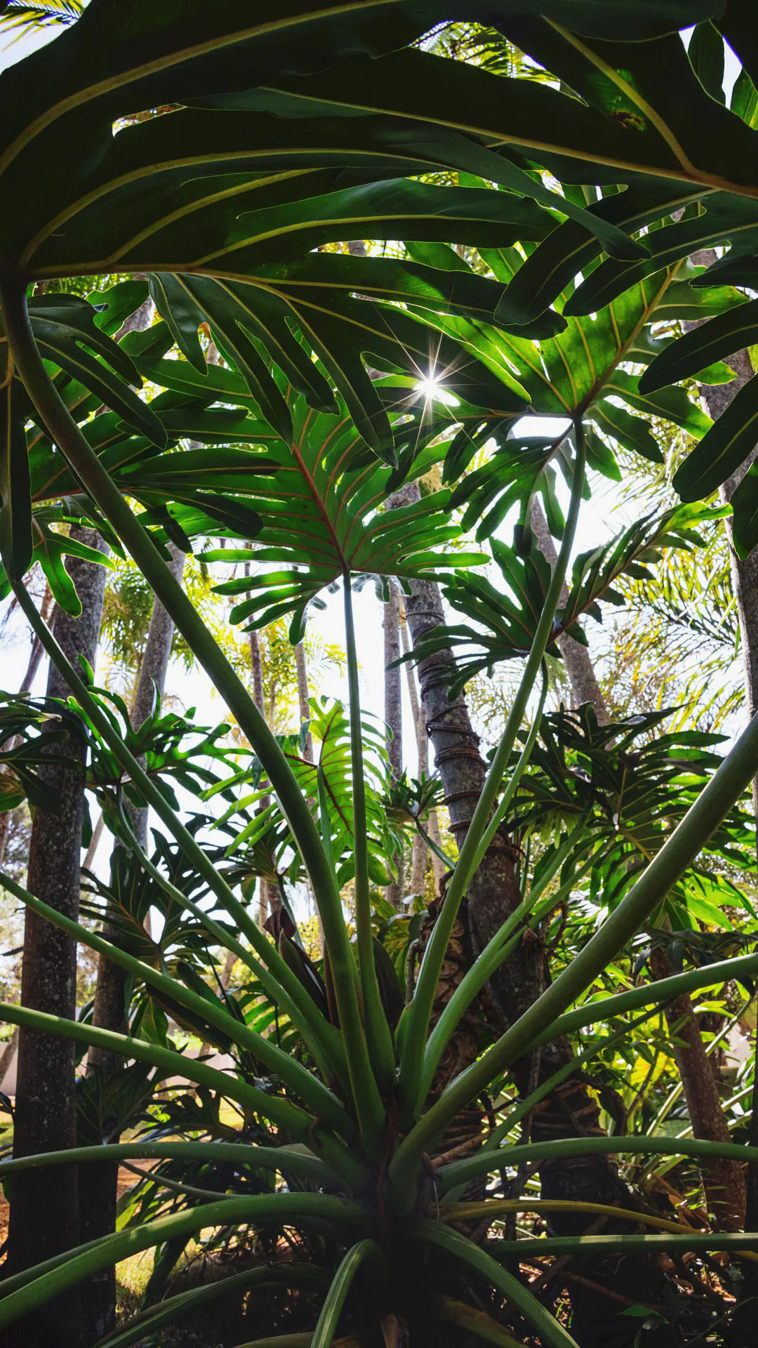 Folhas do imbê no Instituto Inhotim.