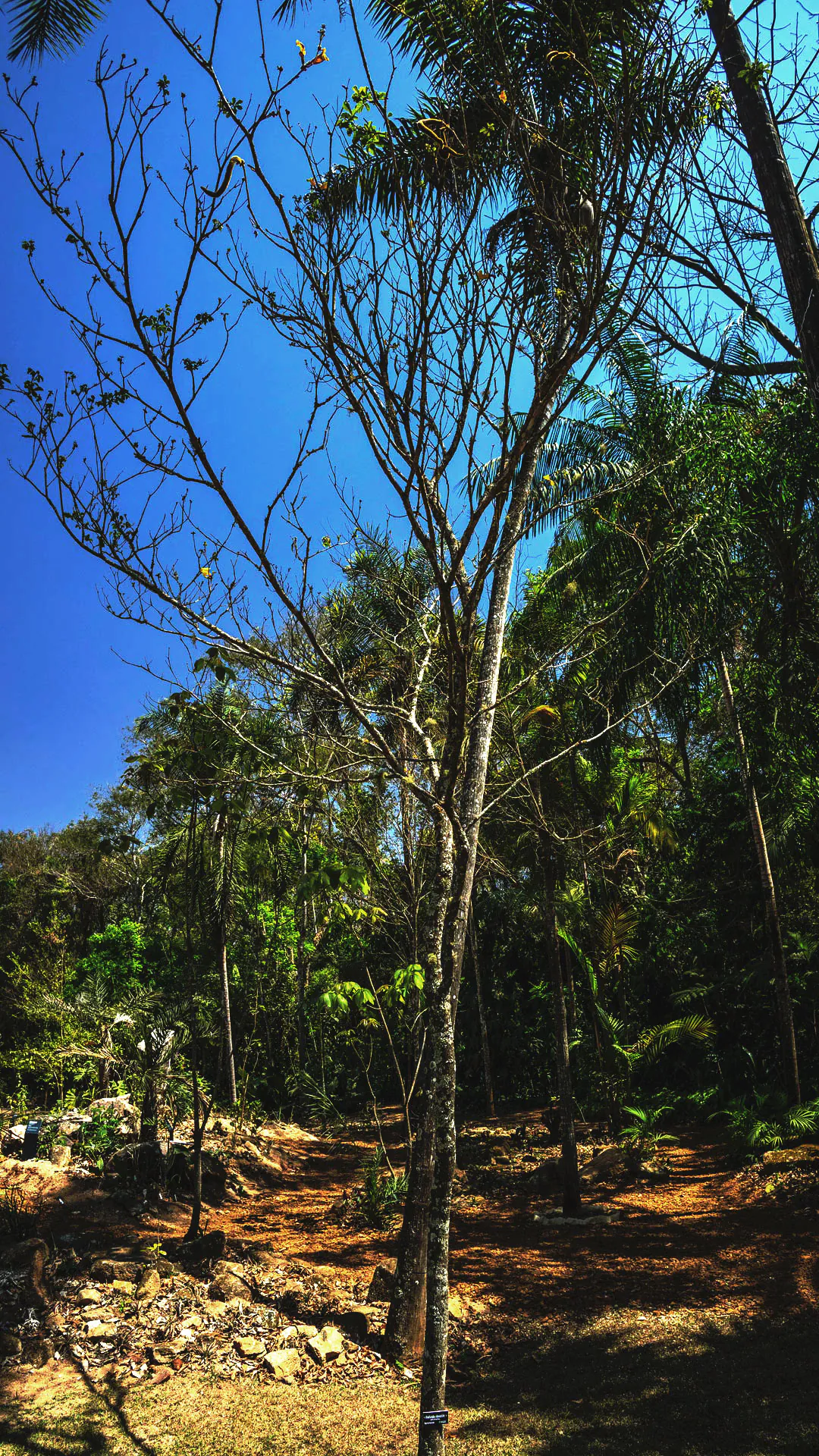 Árvore de ipê-amarelo. Seus galhos estão secos, crescem para cima, e contrastam com o azul do céu e outras árvores ao fundo.