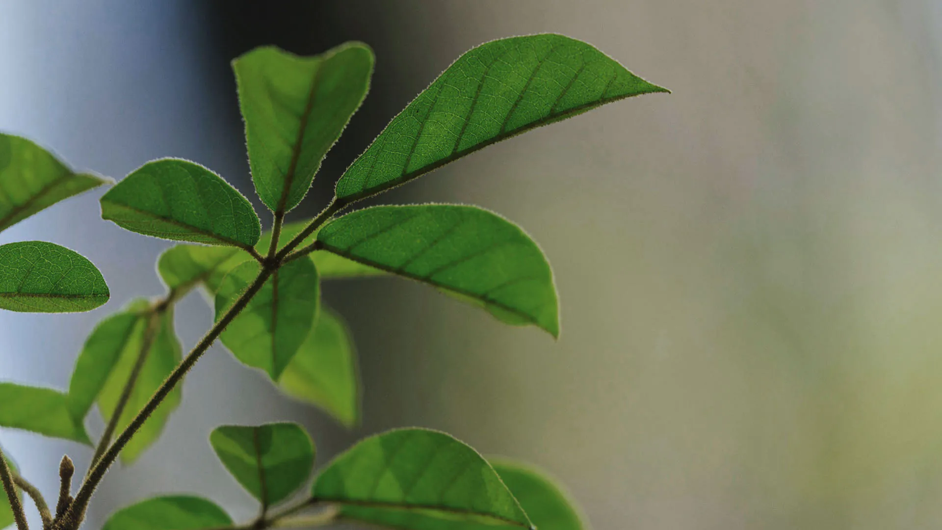 Detalhe das folhas do ipê-amarelo, que são delicadas, verdes, e agrupam-se na ponta do caule.