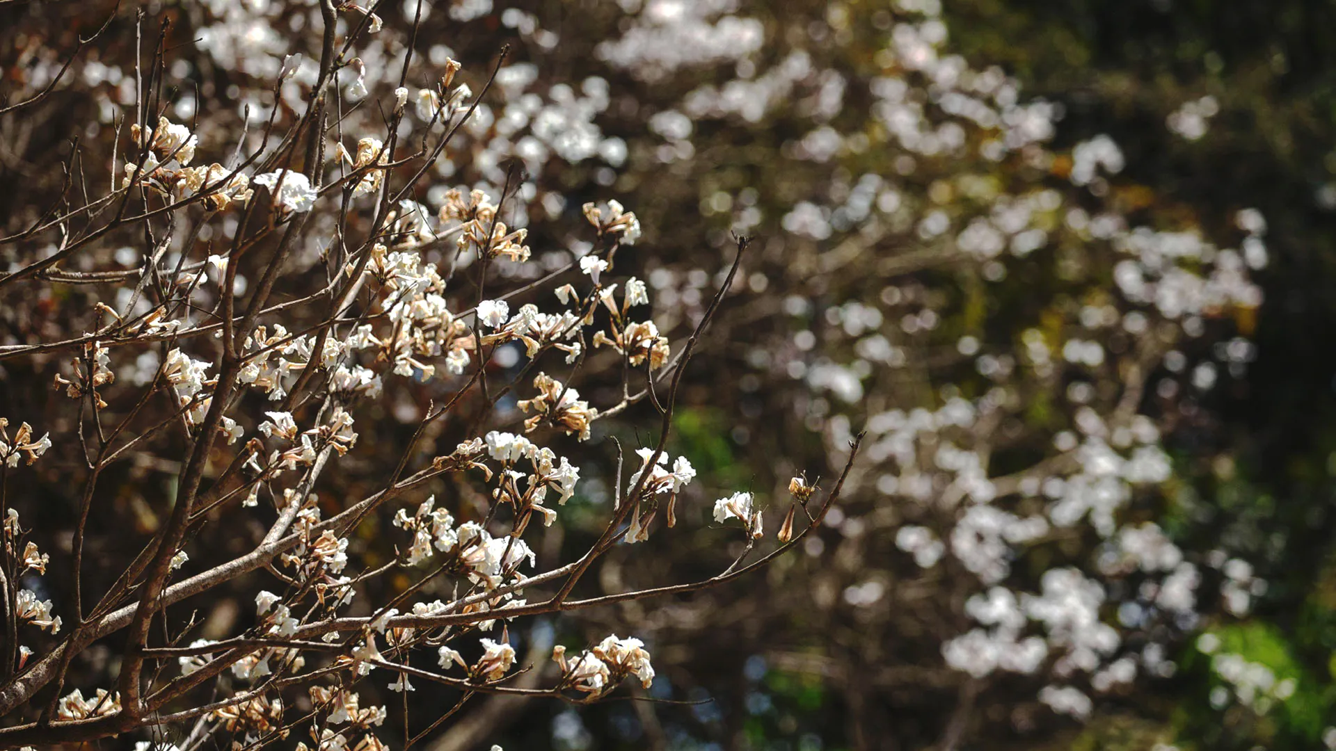 Flores do ipê-branco no Instituto Inhotim.