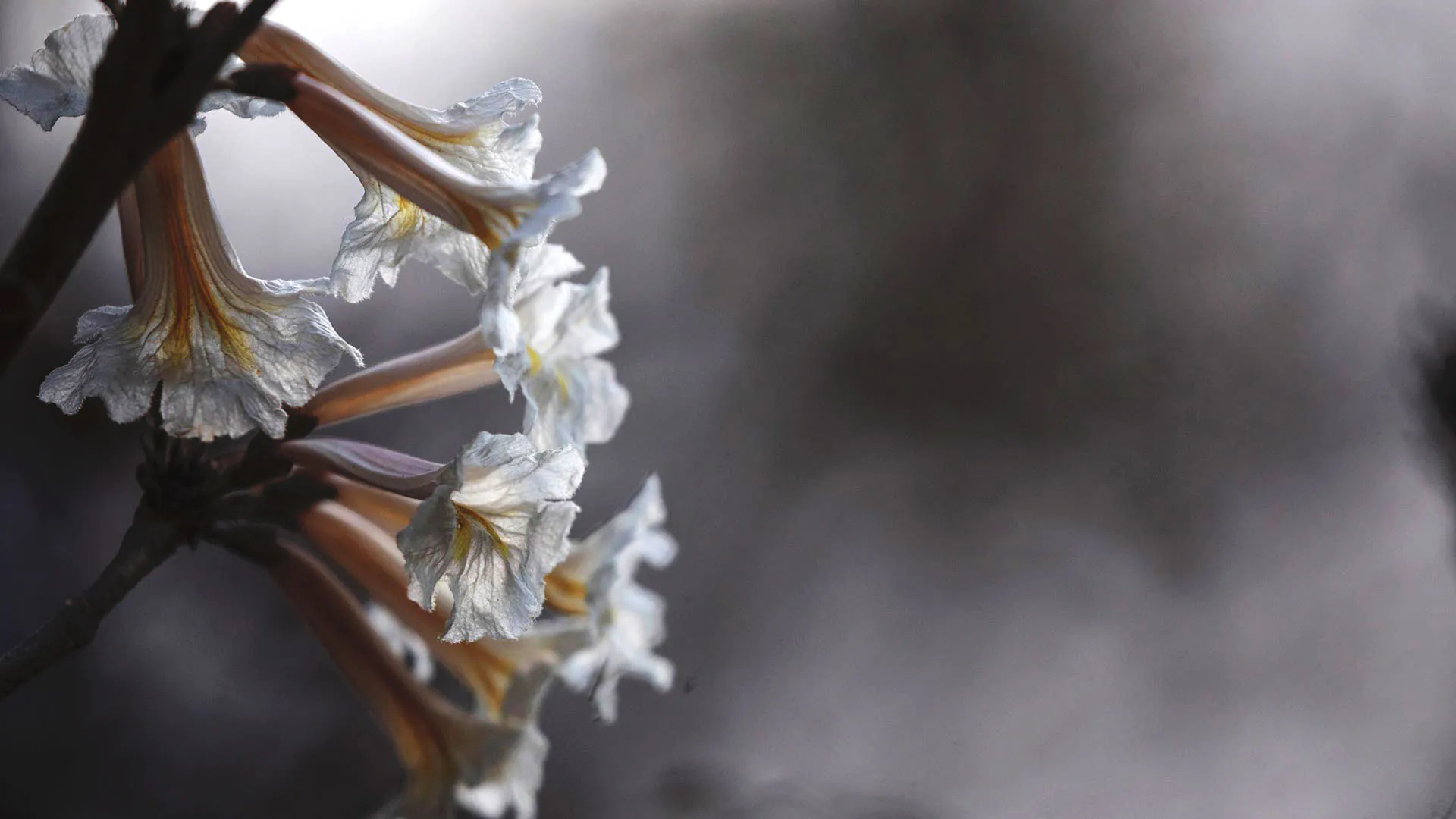 Outra perspectiva das flores do ipê-branco. A coloração rosada do miolo se destaca ao branco das pétalas.