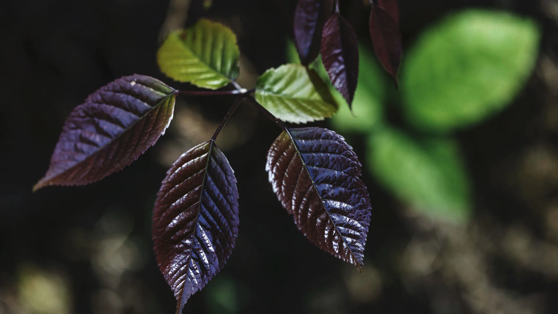 Folhas do ipê-roxo. Aparentam ser grossas e as cores variam entre verde-oliva e um leve arroxeado.
