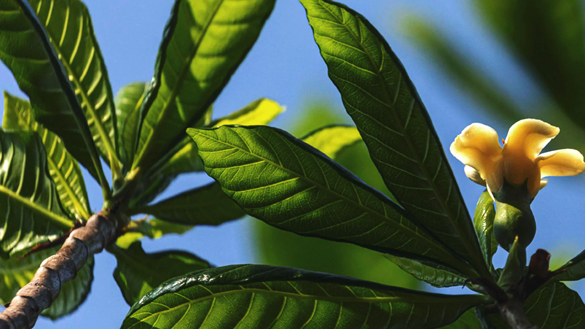Destaque de folhas do jenipapo, que são esverdeadas e marcadas, e uma flor de cor laranja claro.