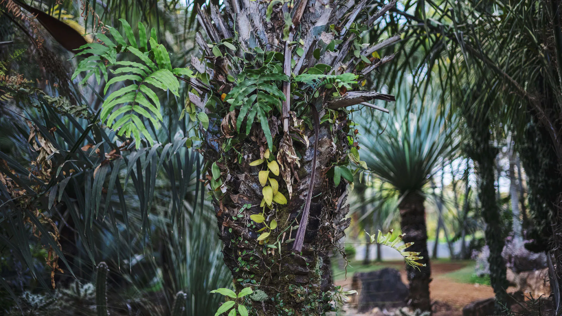 Tronco e folhas do licuri. O tronco apresenta diferentes texturas e as folhas do licuri são alongadas.