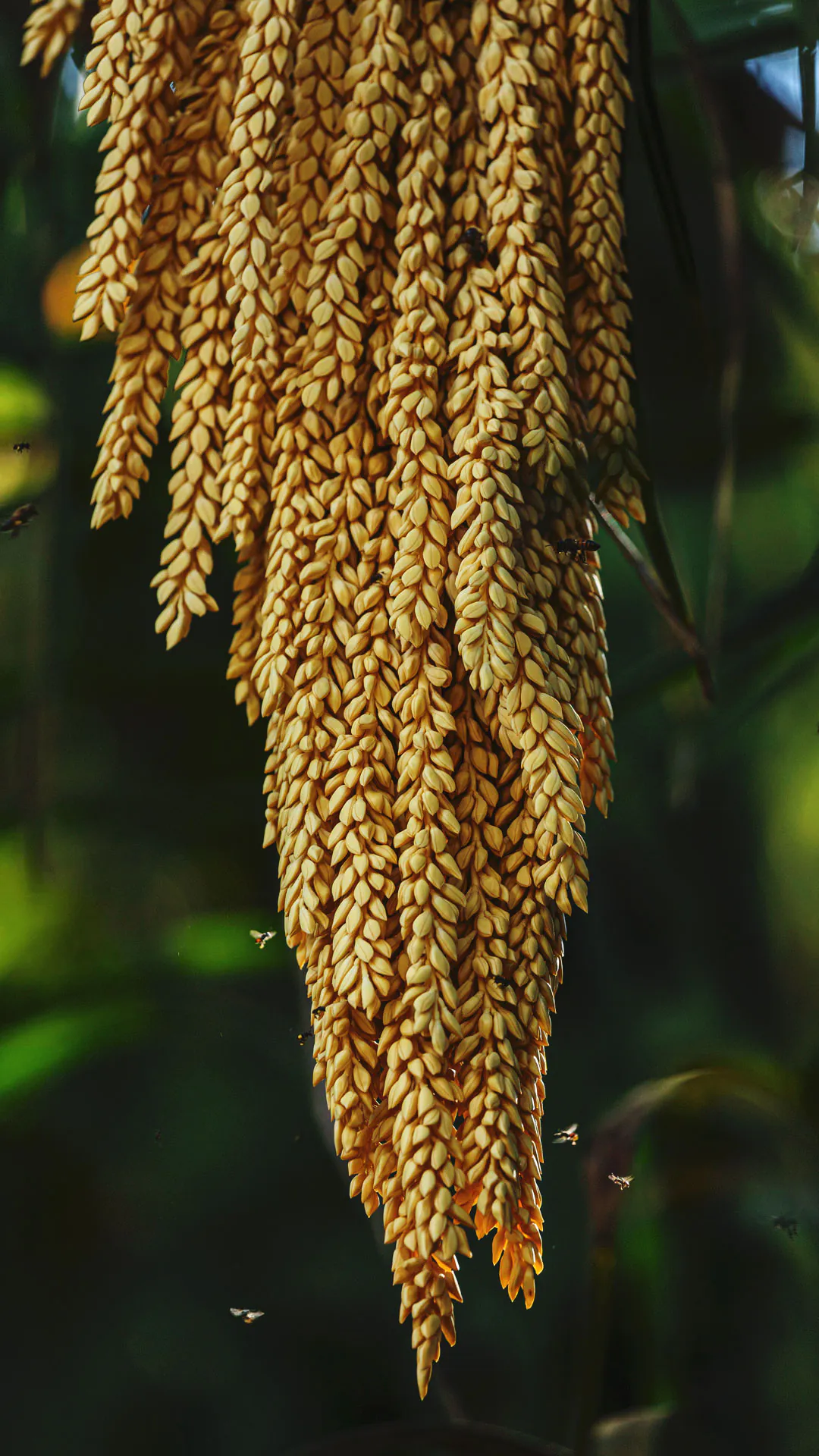 Flores do licuri. Apresentam coloração amarelada e pendem em cachos.