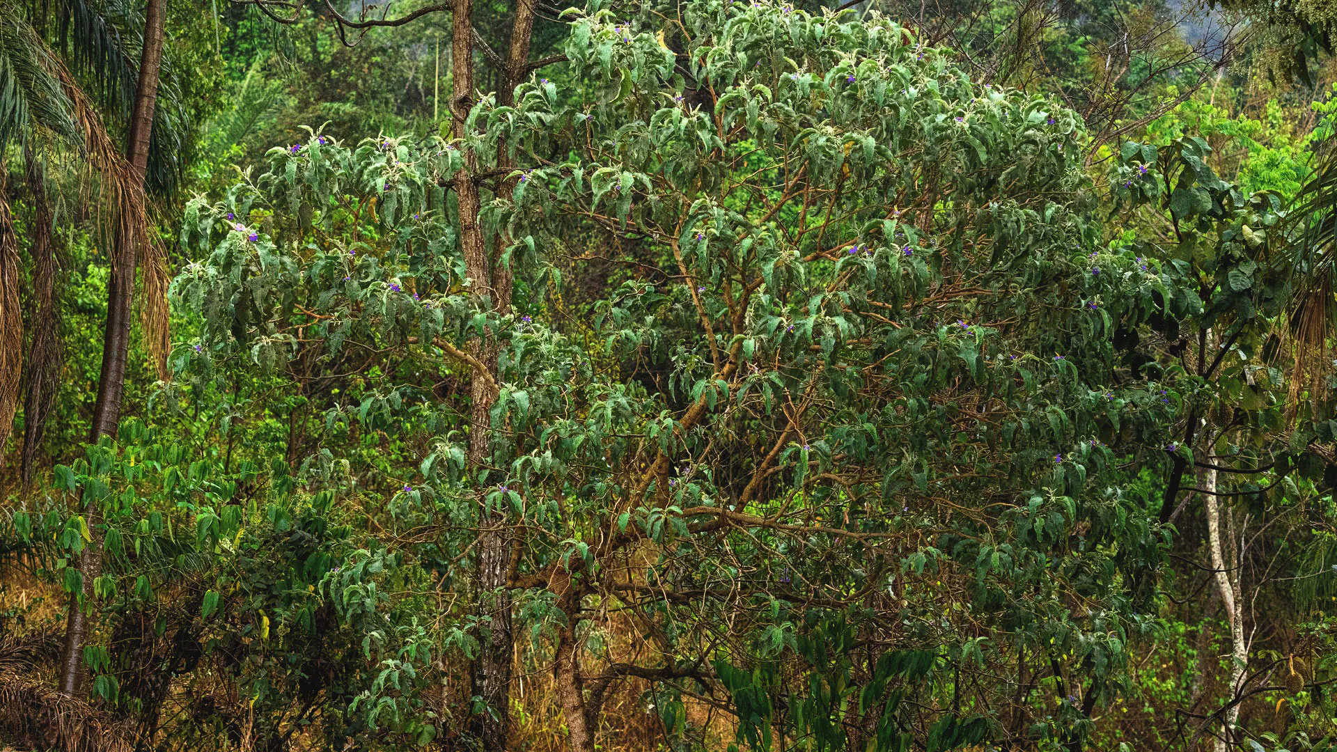 Lobeira em um dos jardins do Inhotim. As folhas são finas, verde-claro, e alongadas.