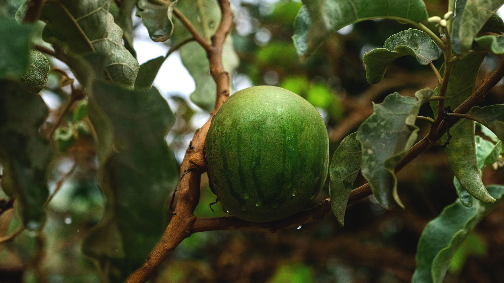 Fruto da lobeira. Tem casca lisa, com tons de verde, e lembra uma melancia.