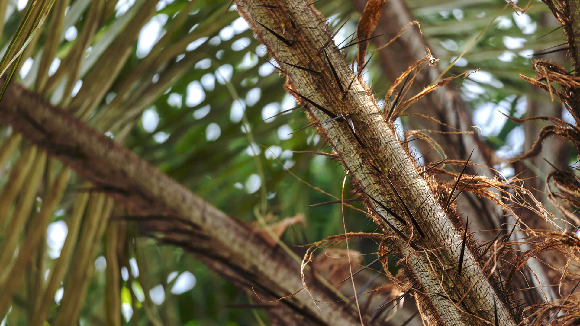 Detalhe dos espinhos e folhas de macaúba.