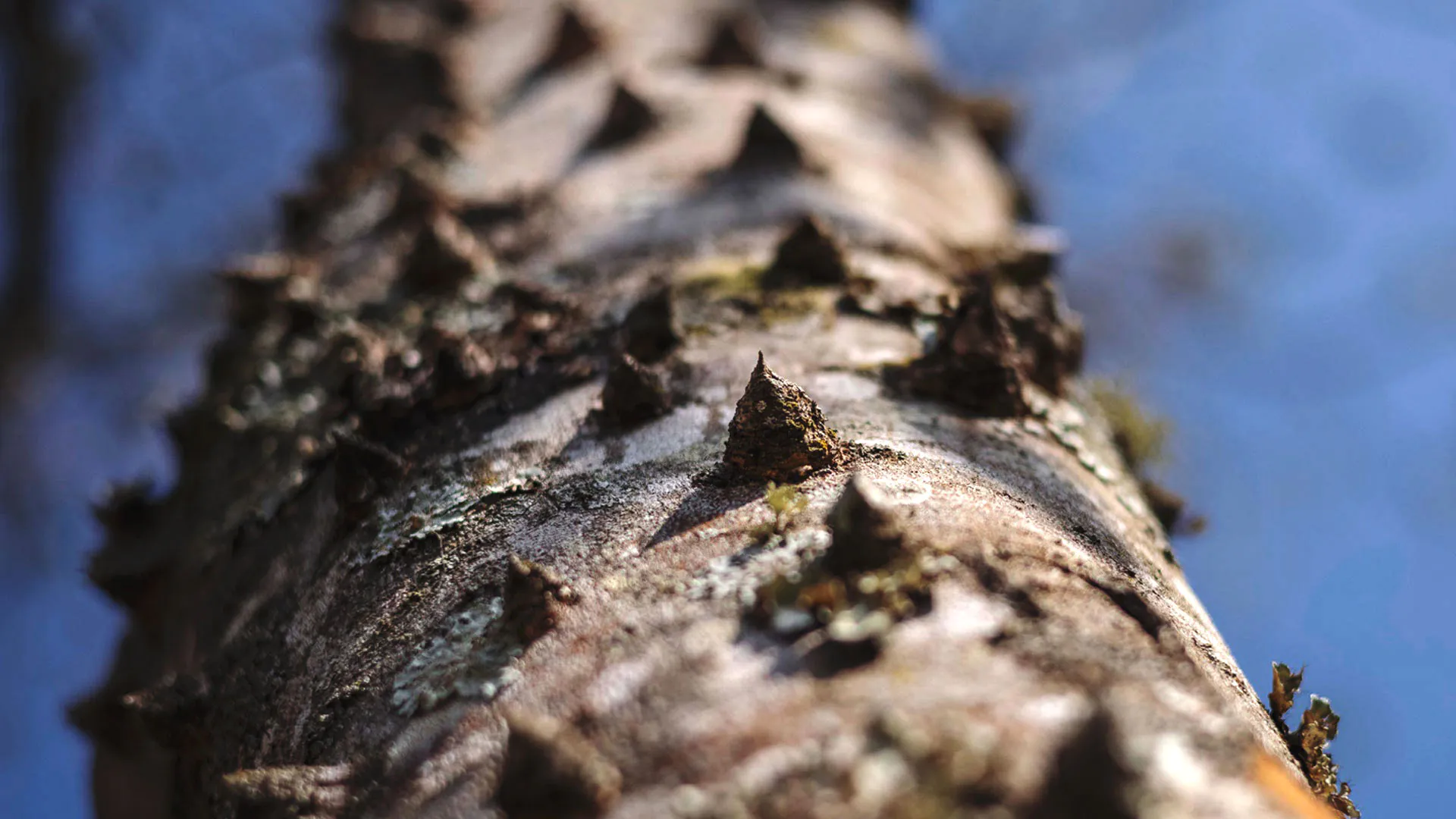 Detalhe dos espinhos do tronco da mamica-de-porca, que explicam a origem do nome devido à semelhança com mamas suínas.