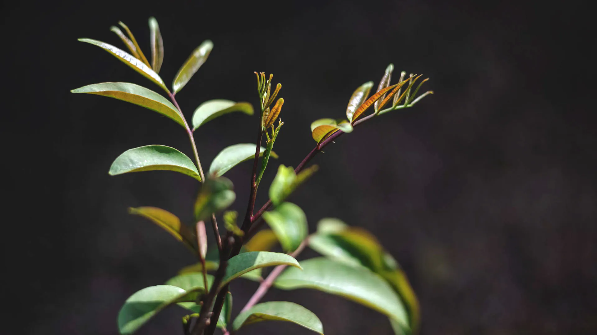 Detalhe das folhas da mamica-de-porca, com delicados caules e estamos.