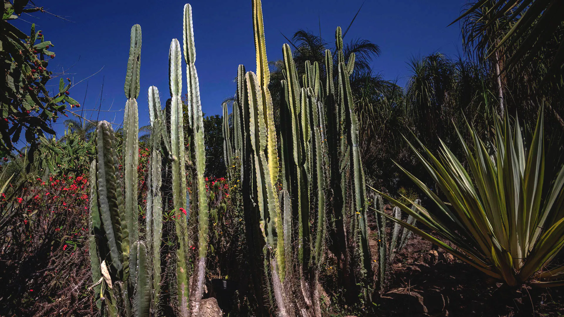 Mandacarus enfeitam os jardins do Inhotim. A coloração varia entre verde-claro, verde-acinzentado e amarelado.