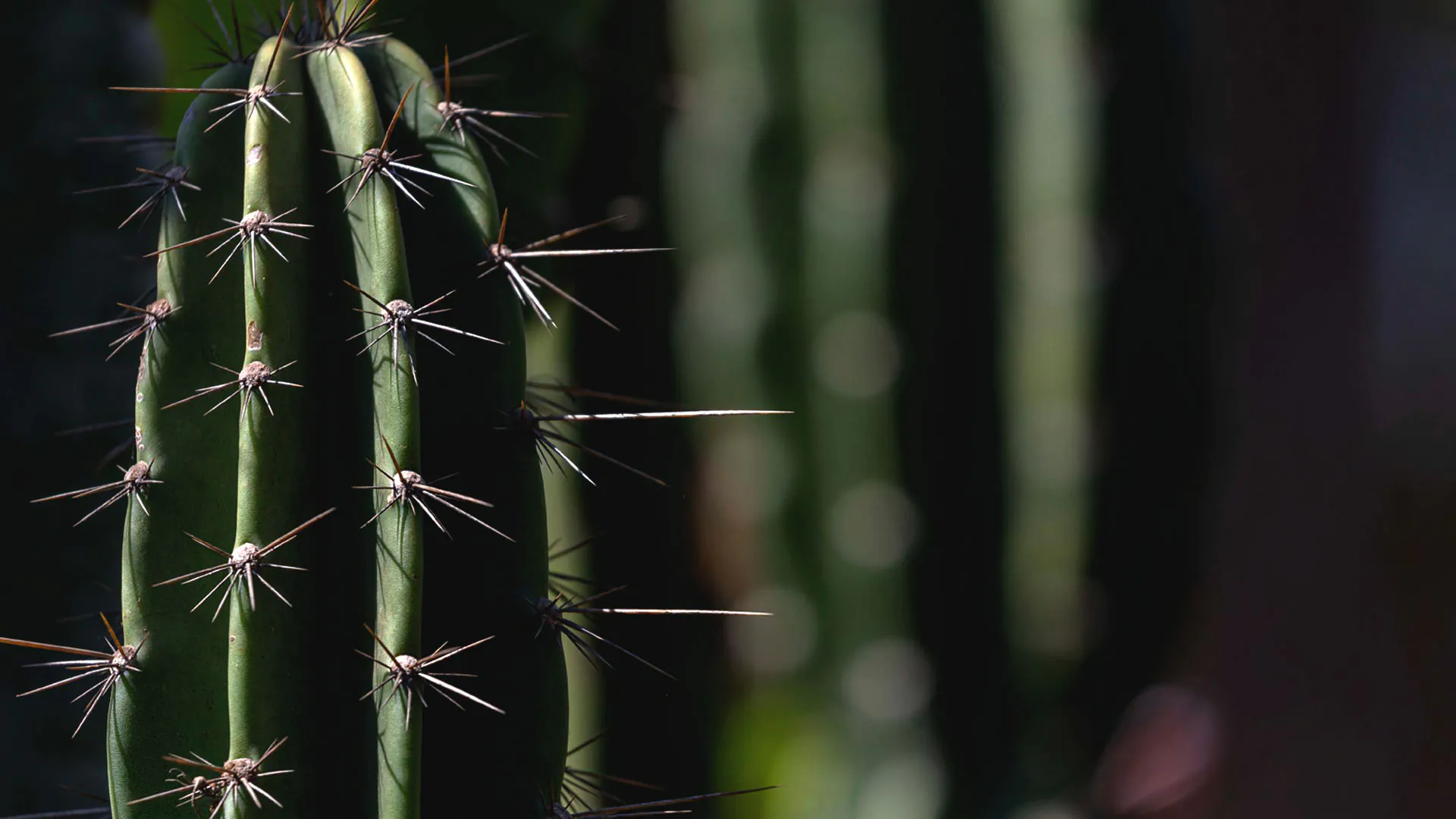 Detalhe dos espinhos do mandacaru, que se estendem por toda sua superfície.