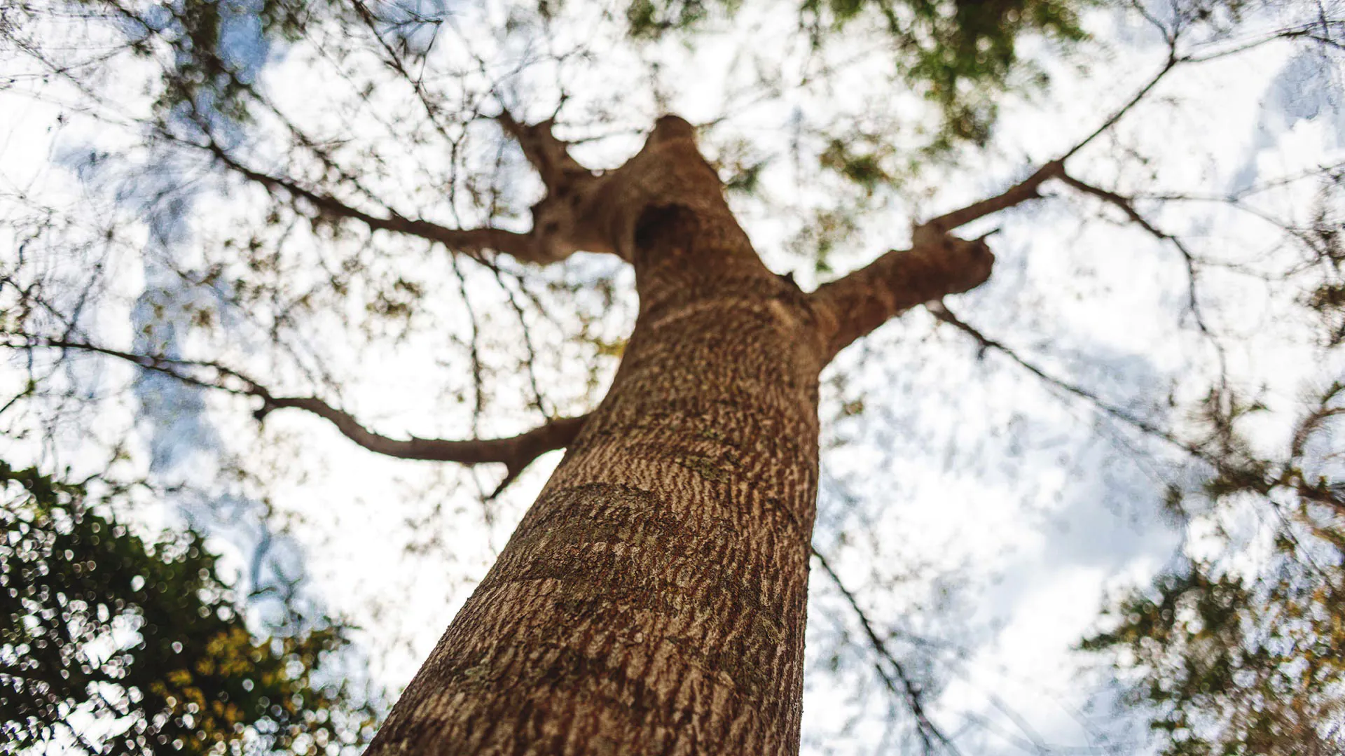 Detalhe do tronco da mirindiba-rosa.O tronco apresenta delicadas ranhuras e os galhos contrastam com o céu.