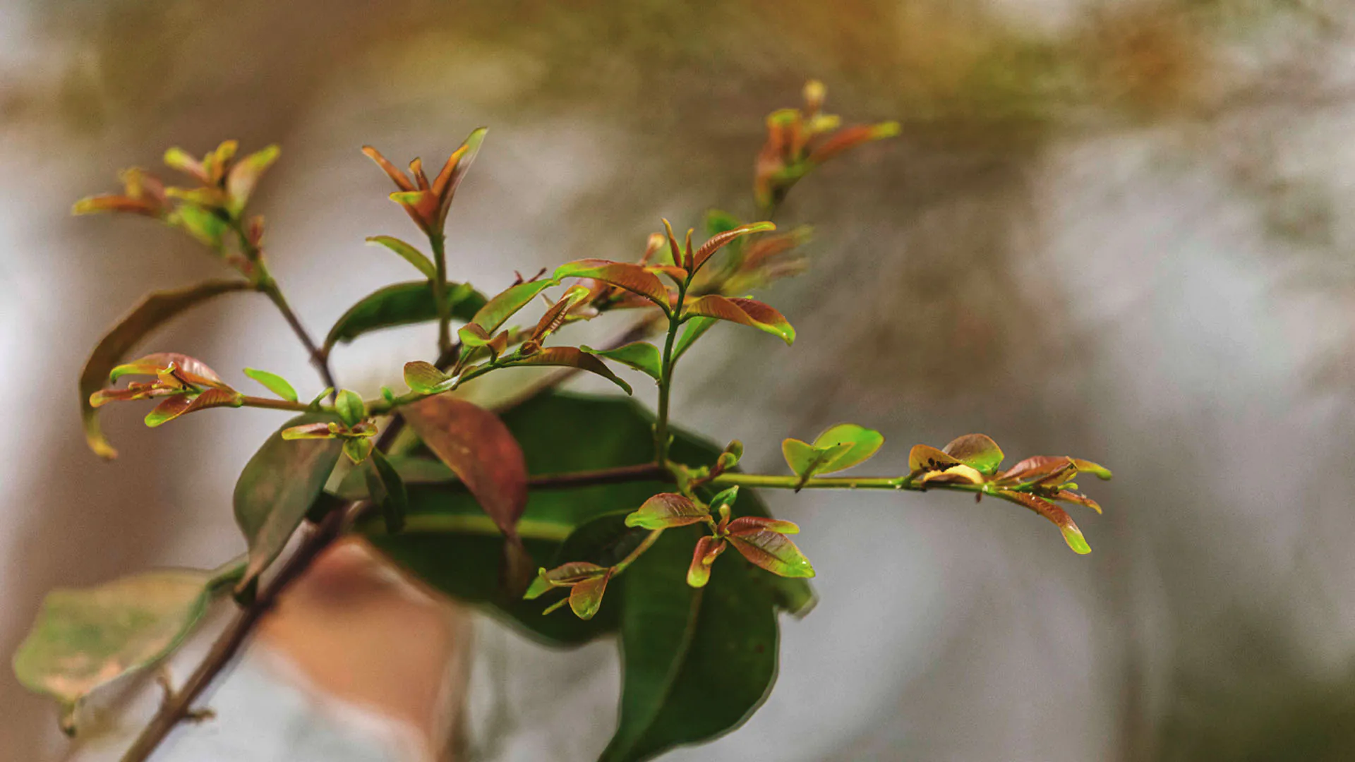 Detalhe de pequenas e delicadas folhas da mirindiba-rosa.