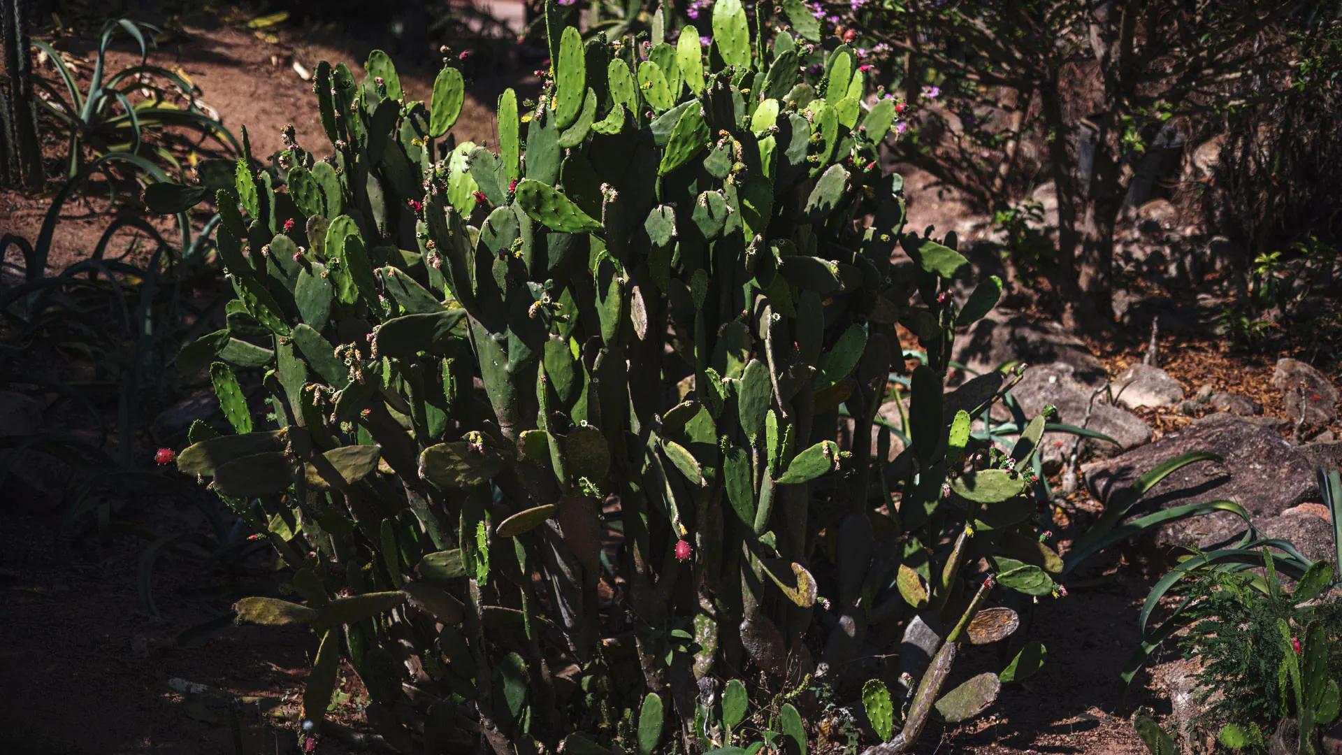 Vários ramos de palma-doce no Instituto Inhotim. Algumas flores rosadas também são vistas nas pontas dos ramos.