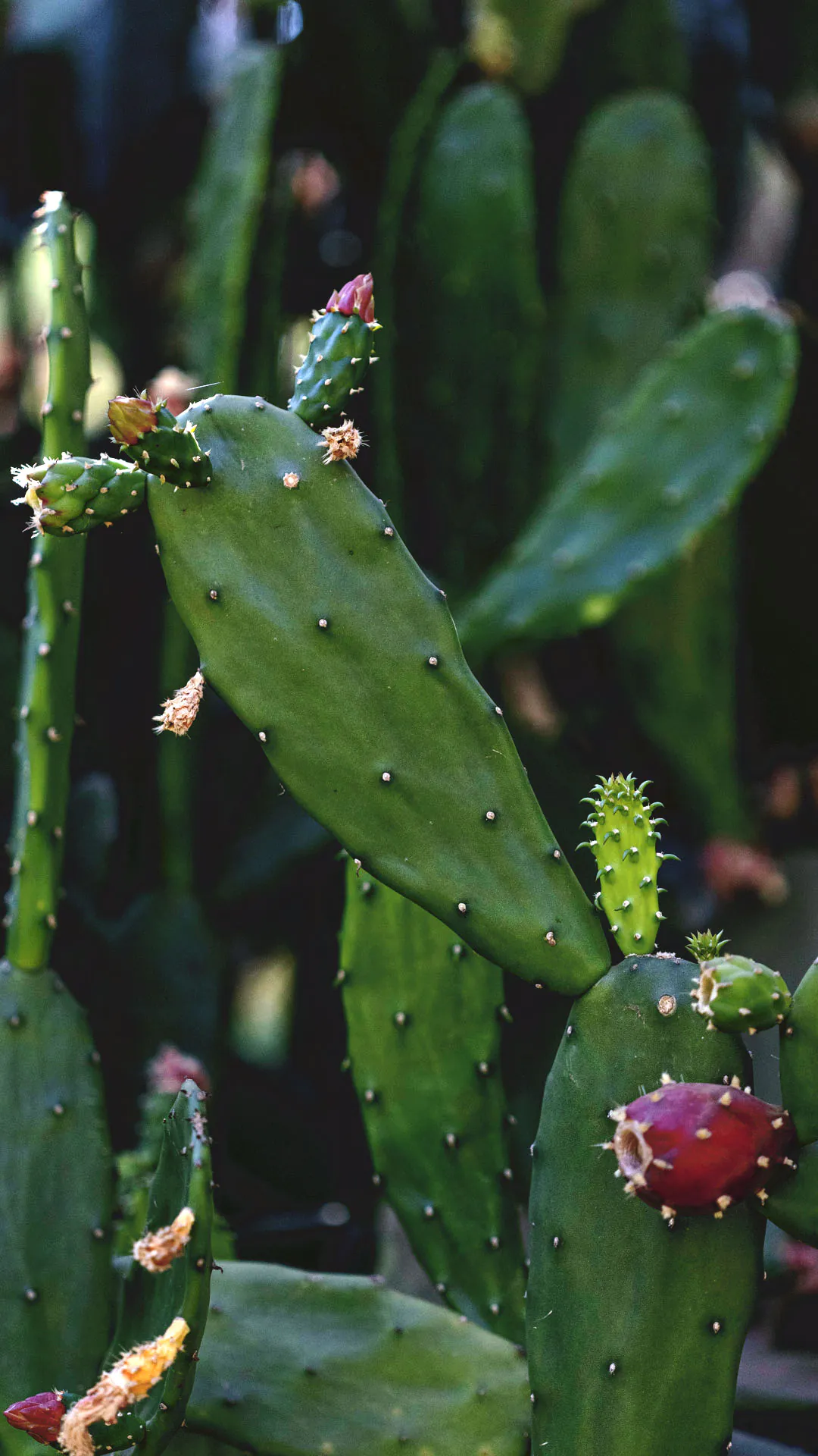 Destaque para pequenas flores começando a nascer na ponta de ramos de palma-doce.