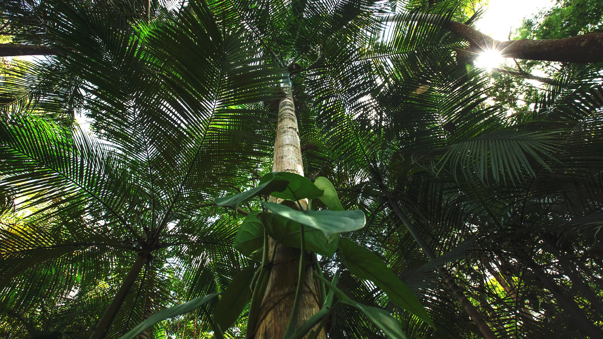 Visão de baixo para cima da palmeira-juçara. Seu tronco é liso, com poucas texturas. As folhas são lisas, finas e aciculares.