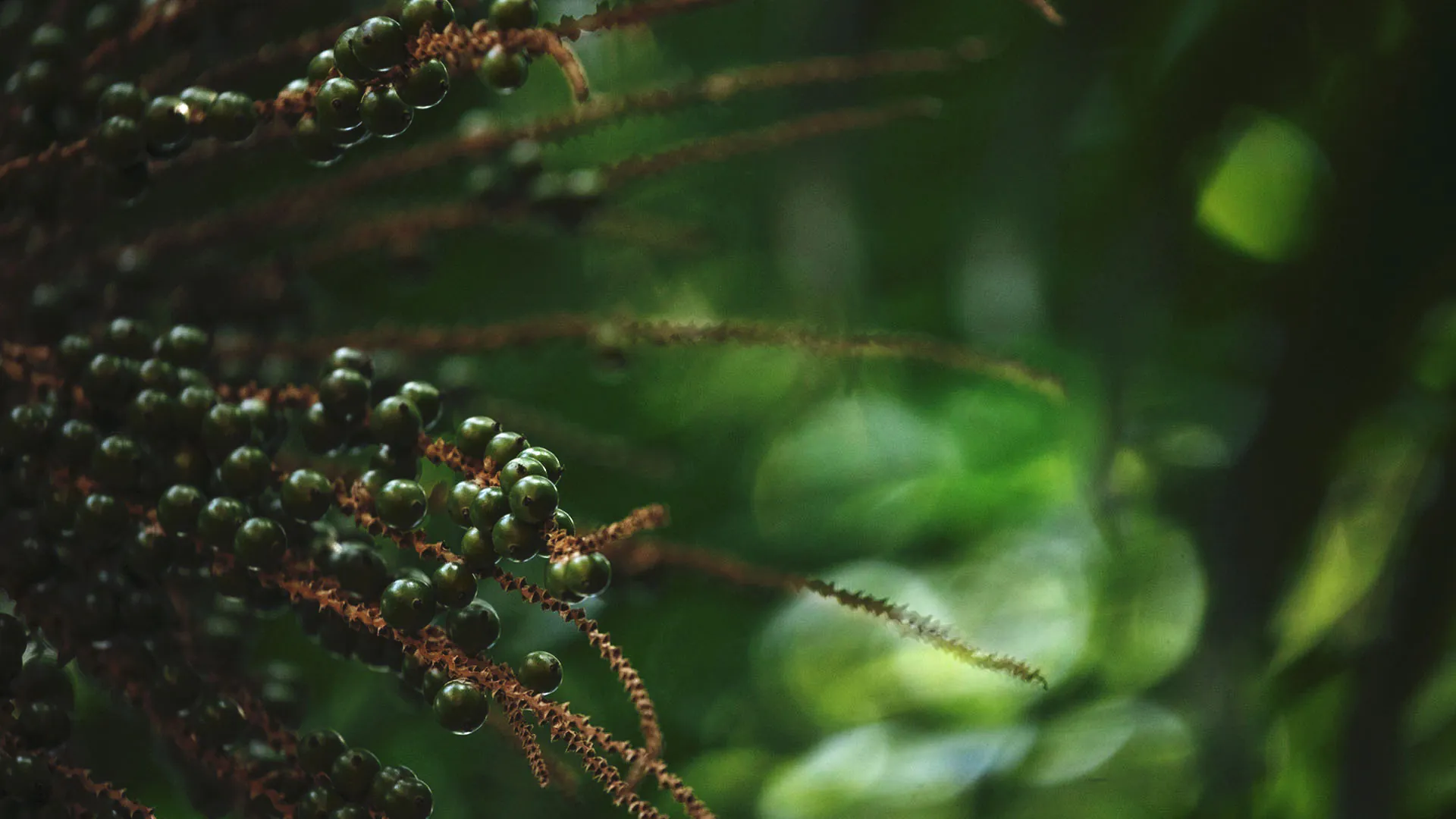Detalhe dos frutos da palmeira-juçara. São pequenos, redondos, têm cor verde-escruto e se espalham pelos ramos.