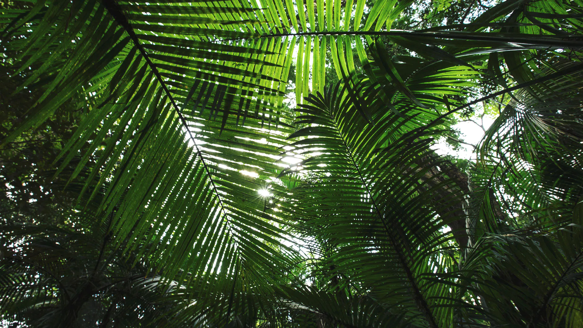 Folhas da palmeira-juçara. São lisas, com diferentes cores de verde, alongadas e aciculares.