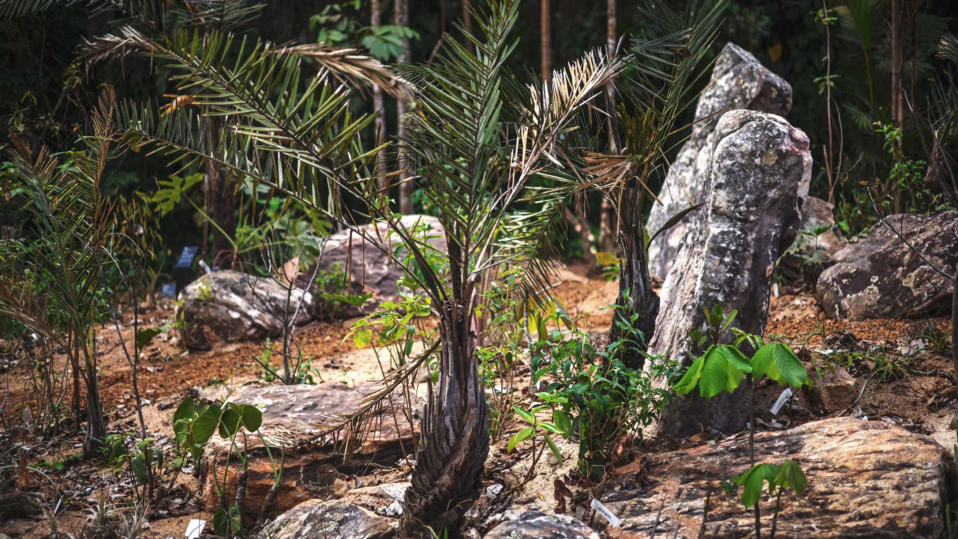 Uma palmeirinha-azul perto de pedras e outras plantas em um dos jardins do Inhotim.
