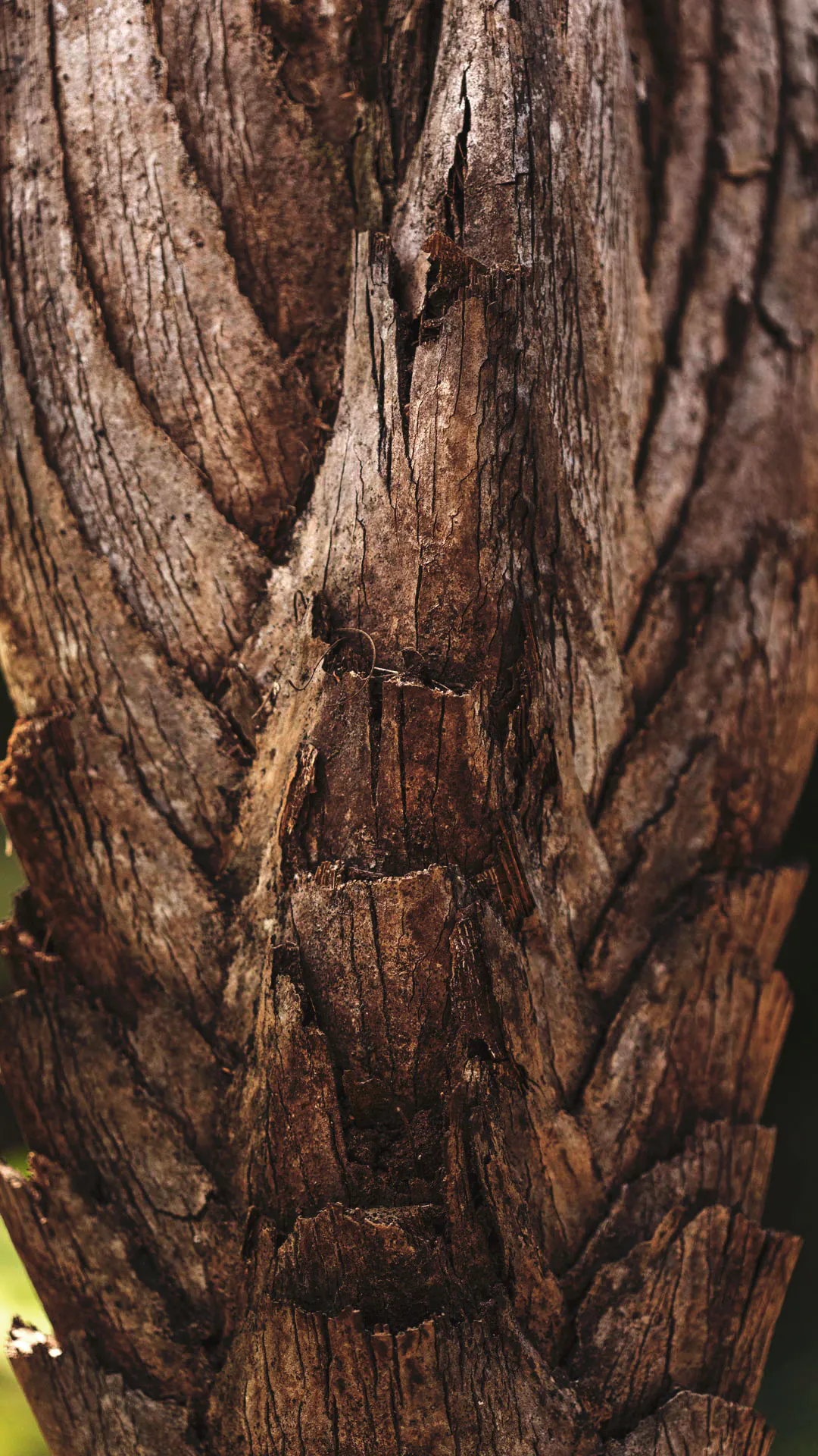 Detalhe do tronco da palmeirinha-azul, que tem lascas e coloração amarronzada.