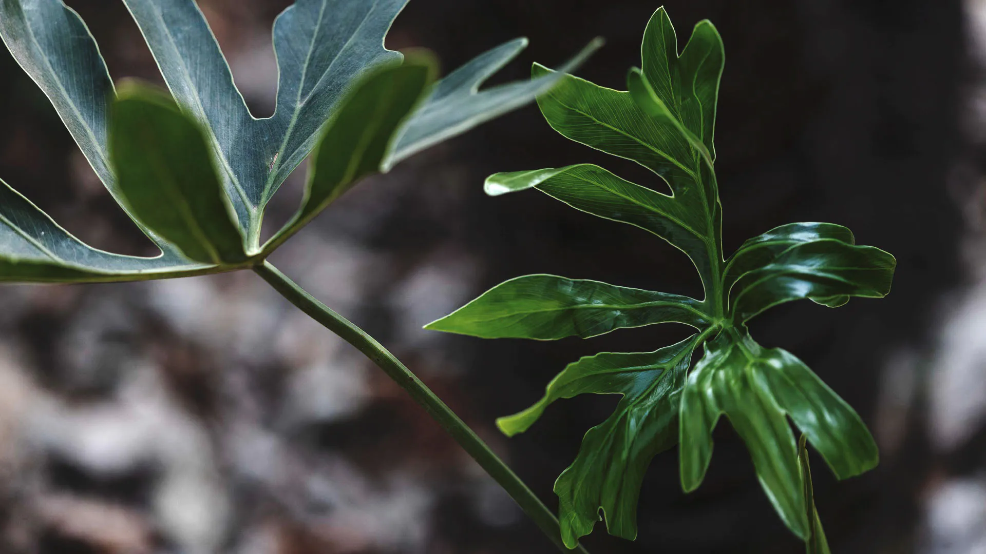 Detalhe das folhas da Thaumatophyllum adamantinum, que são lisas e alongadas.